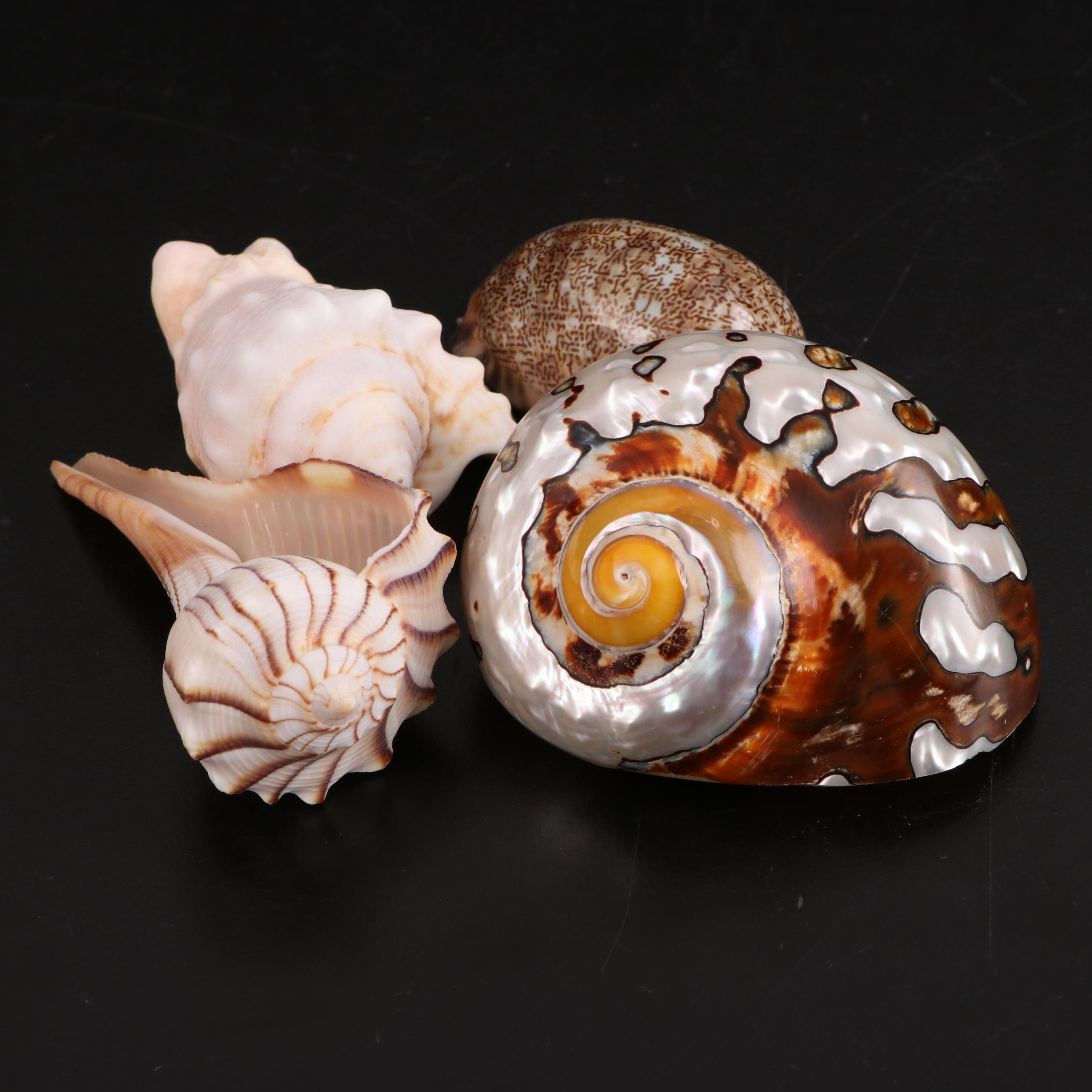 Murano Glass Bud Vase with Other Glass Trinket Box and Assortment of Seashells