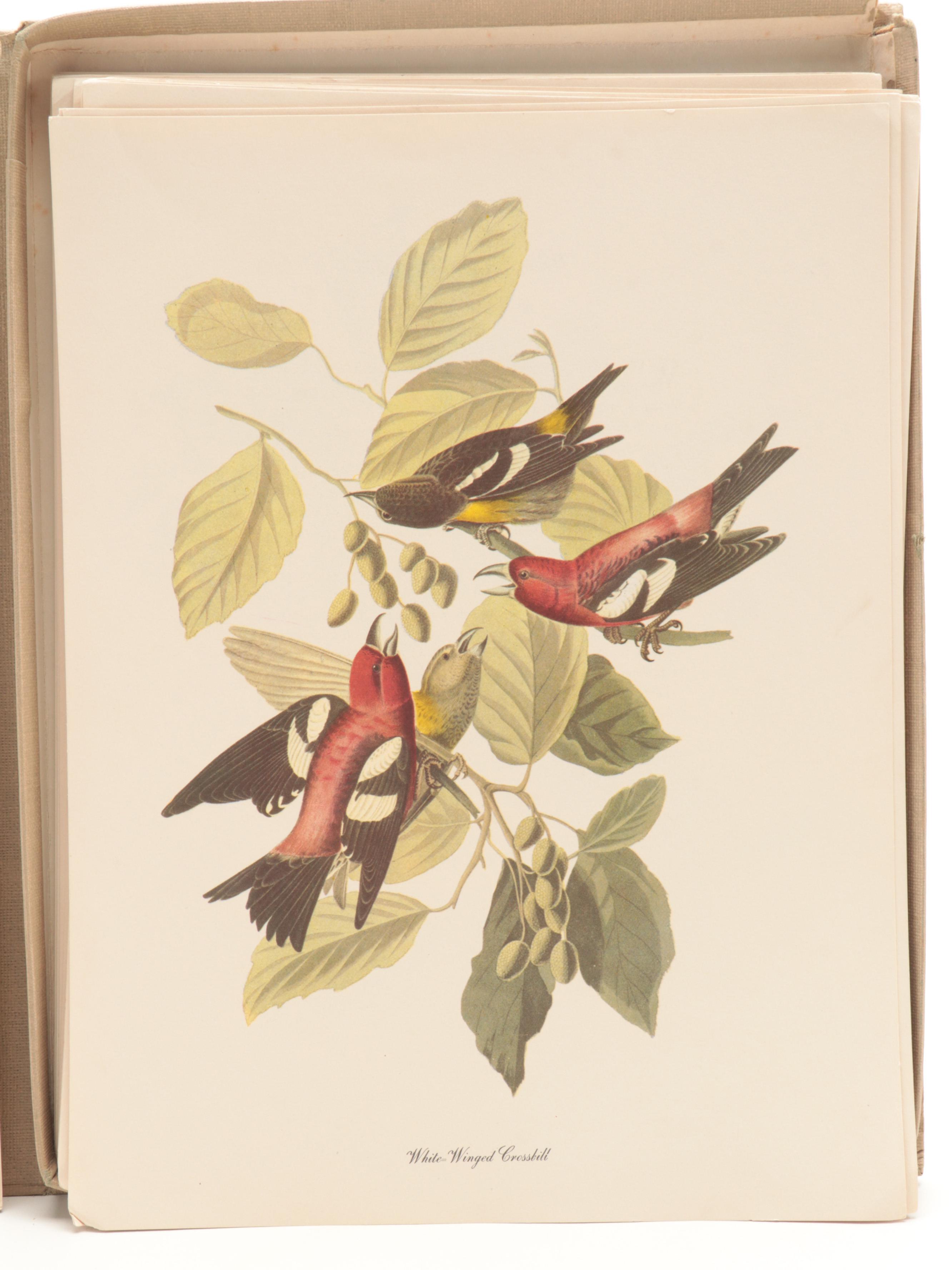 Reproduction Prints After J.J. Audubon's "The Birds of America"
