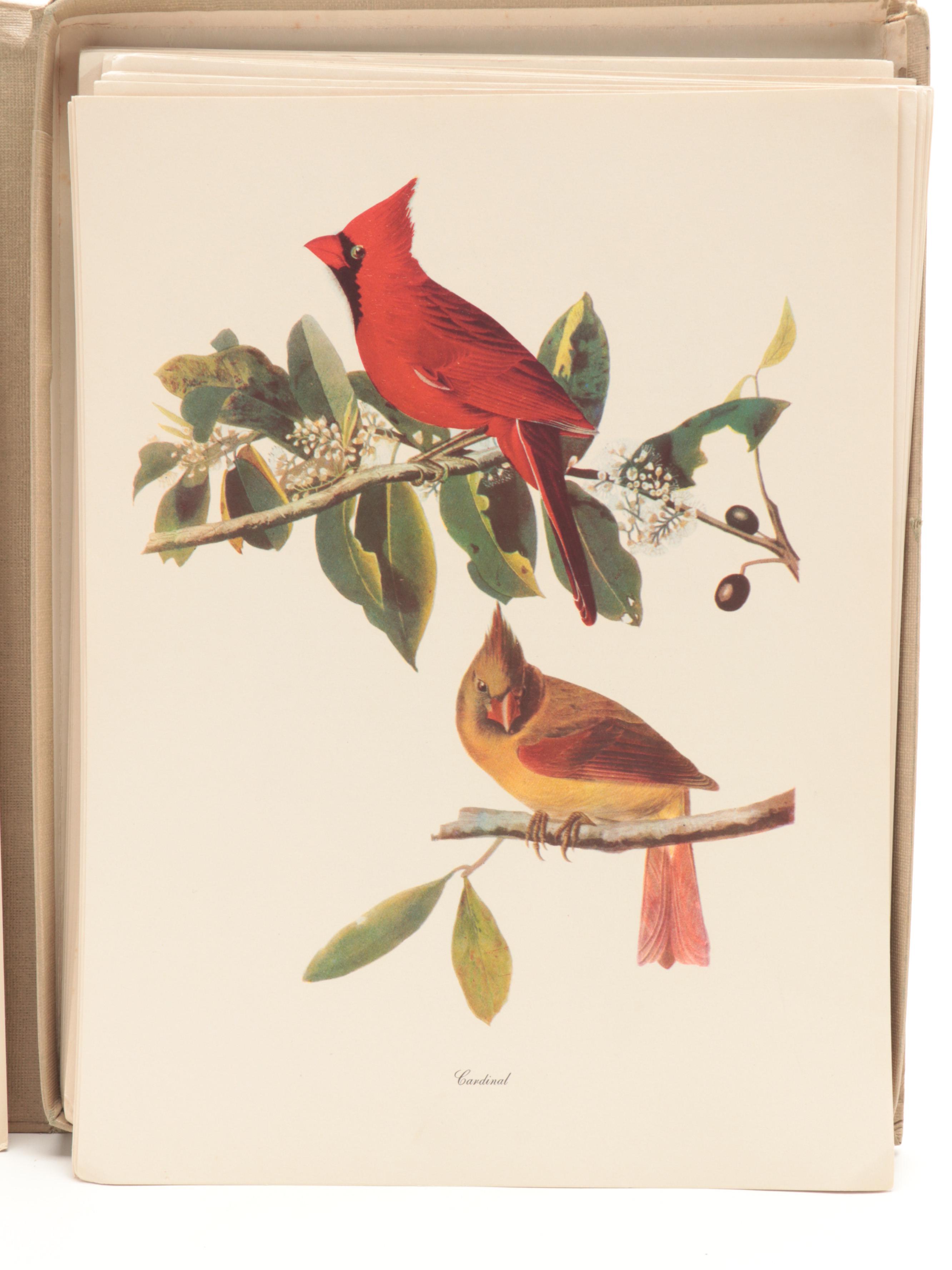 Reproduction Prints After J.J. Audubon's "The Birds of America"