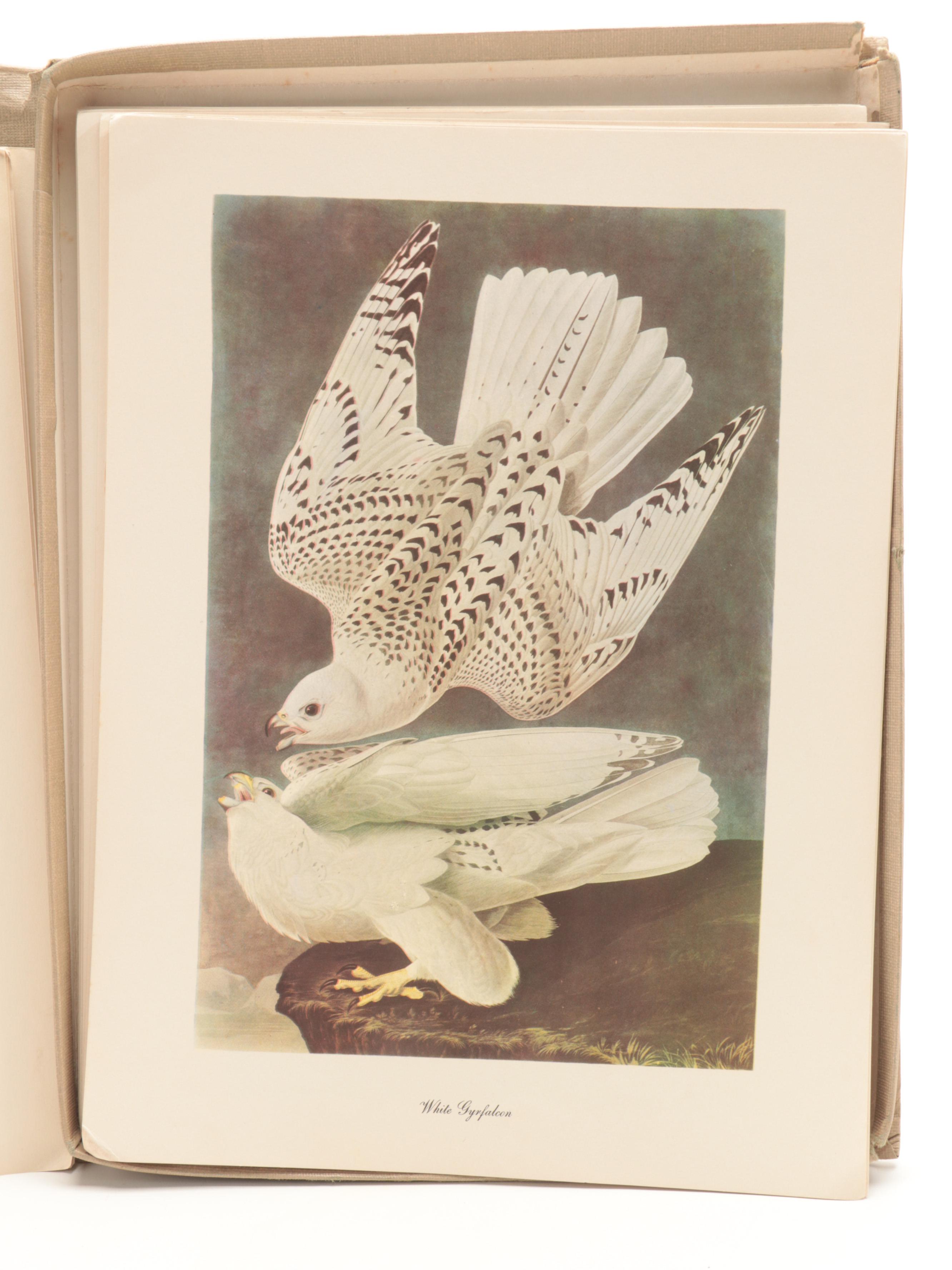 Reproduction Prints After J.J. Audubon's "The Birds of America"