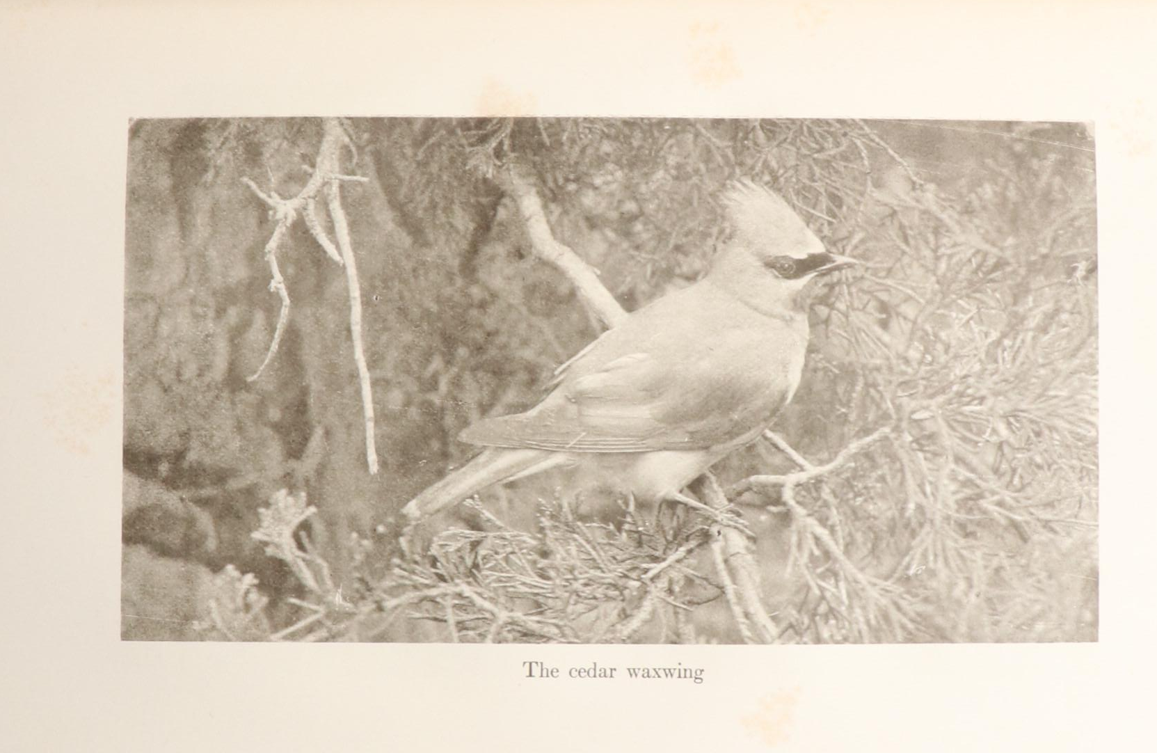 "ECSK Library" Series Including First Editions, 1907–1909