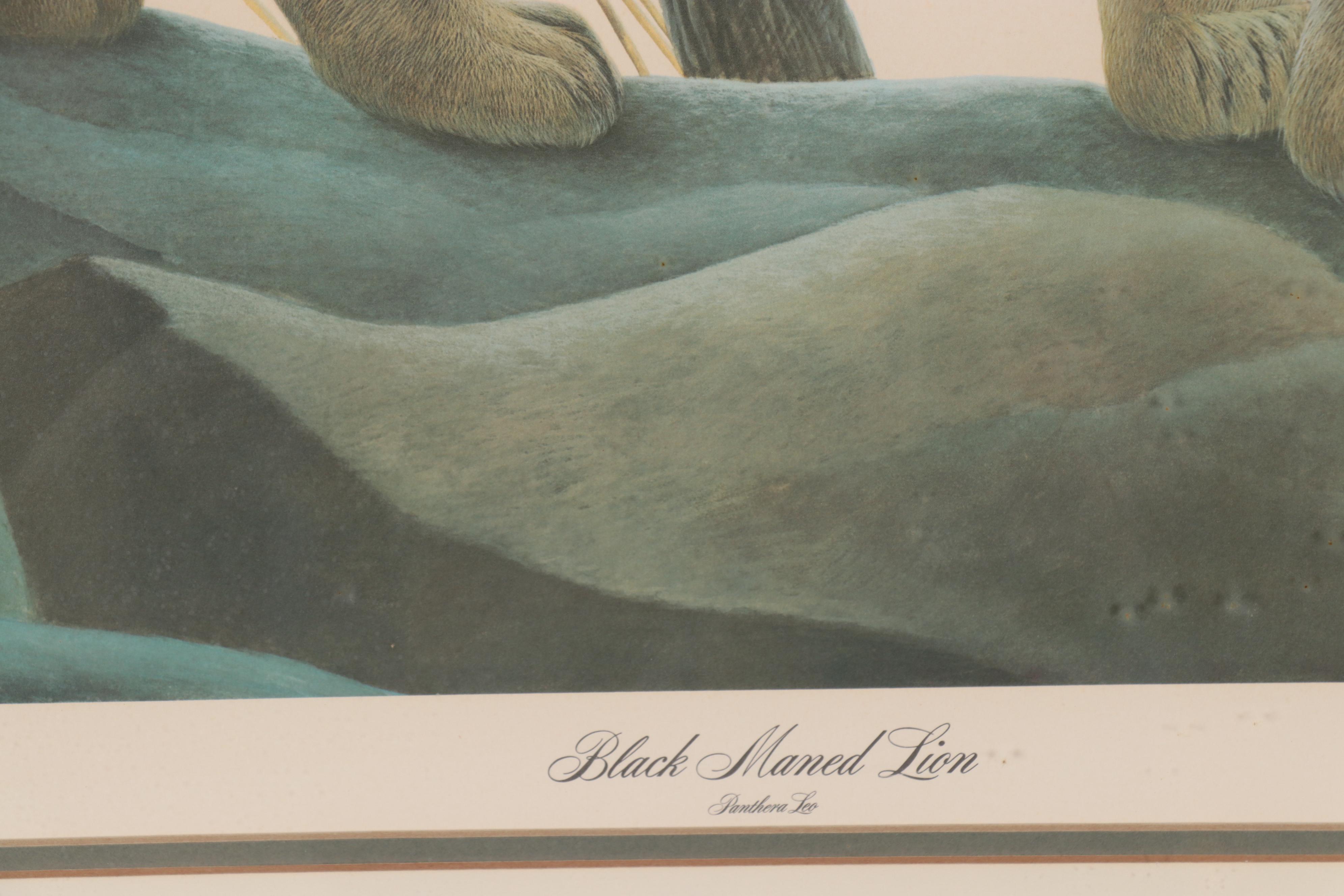 John Ruthven Offset Lithograph "Black Maned Lion"