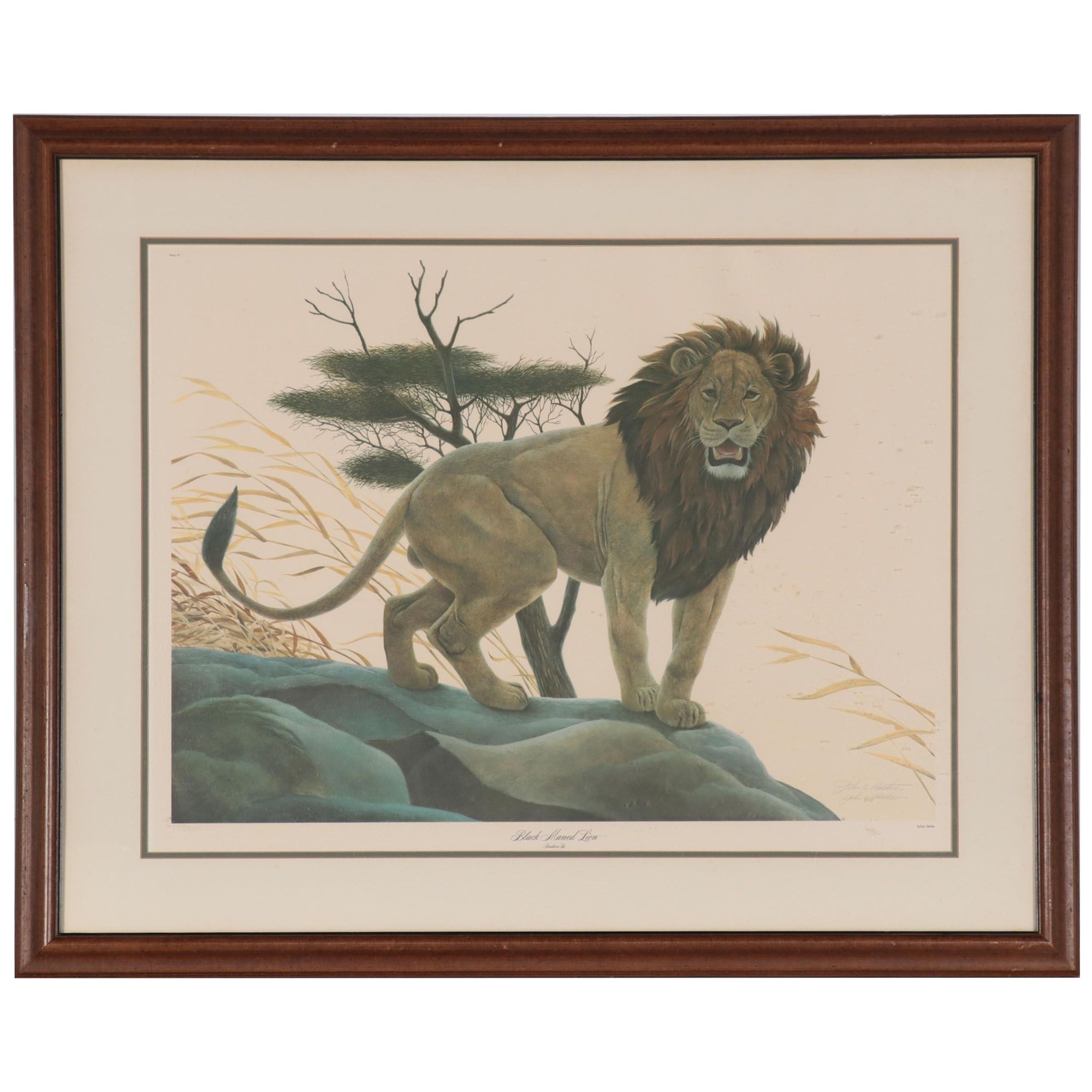 John Ruthven Offset Lithograph "Black Maned Lion"
