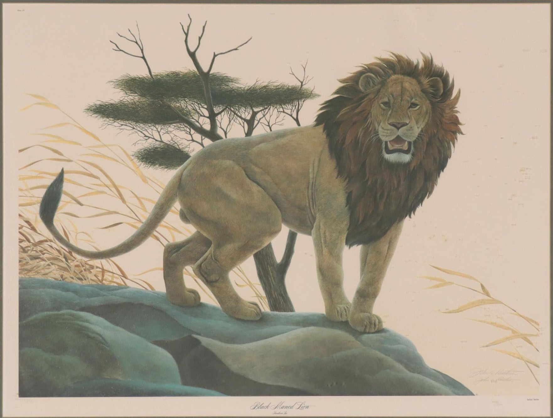 John Ruthven Offset Lithograph "Black Maned Lion"