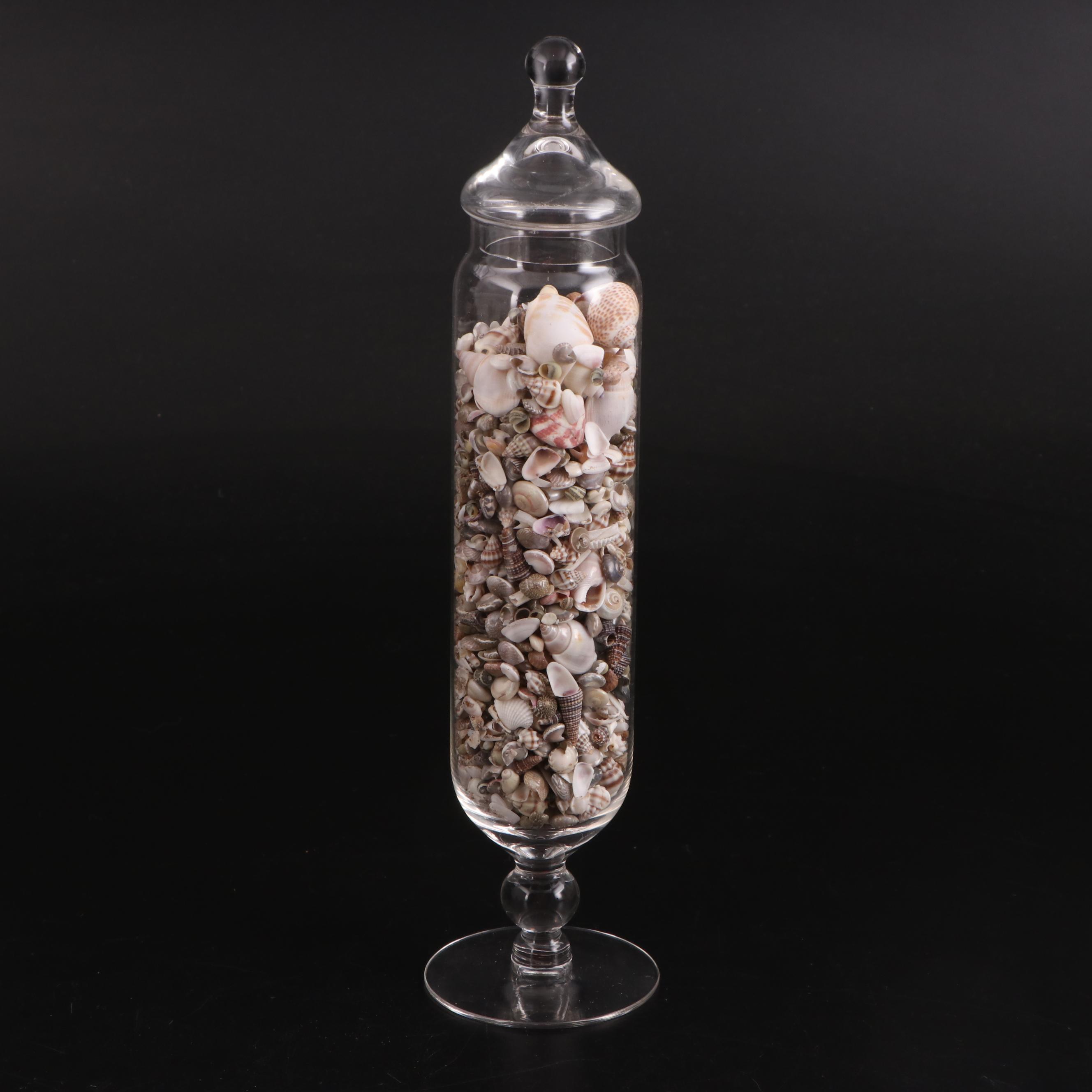 Clear Glass Vases with Sea Urchins and Other Seashells