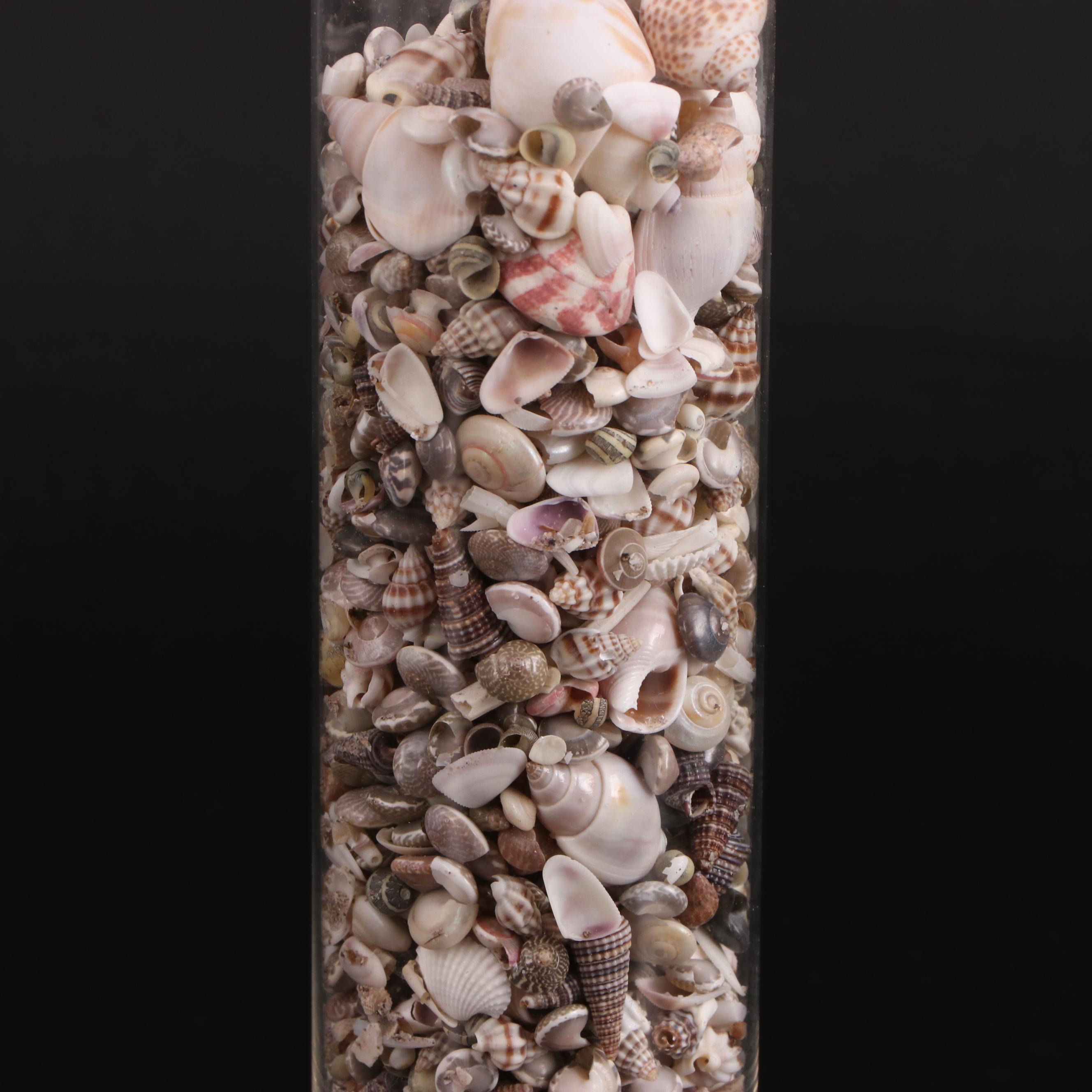 Clear Glass Vases with Sea Urchins and Other Seashells