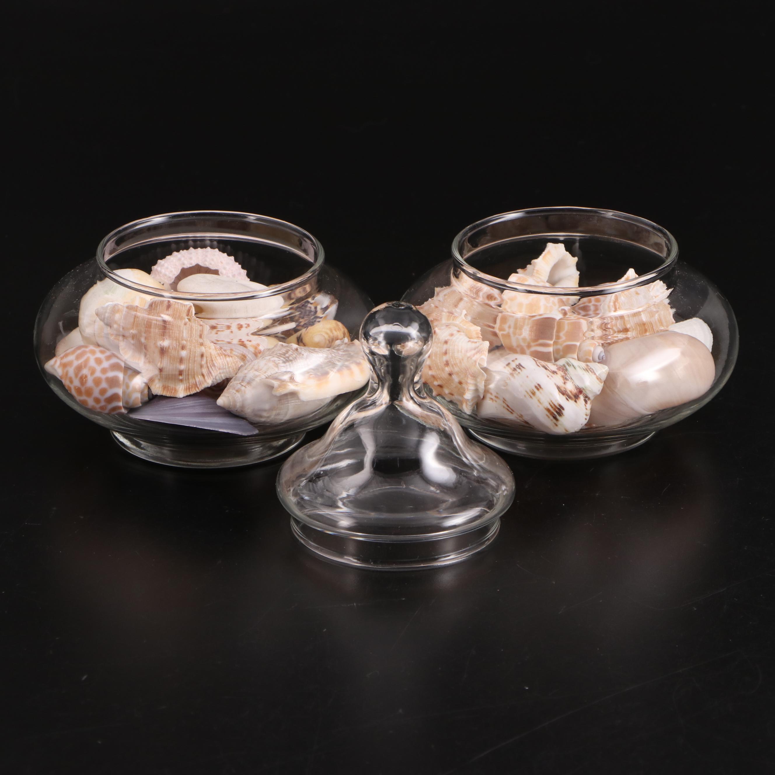 Clear Glass Vases with Sea Urchins and Other Seashells
