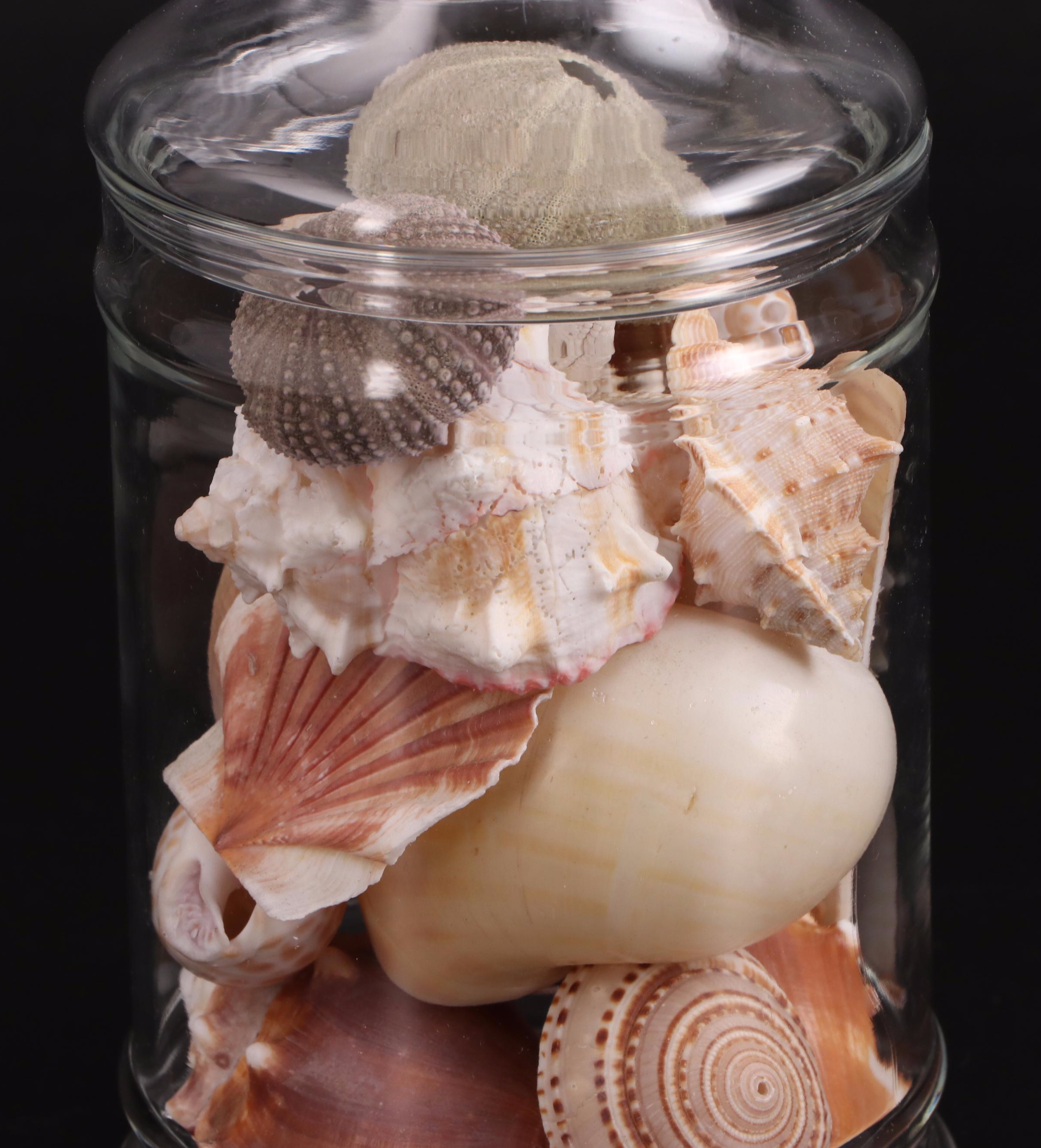 Clear Glass Vases with Sea Urchins and Other Seashells