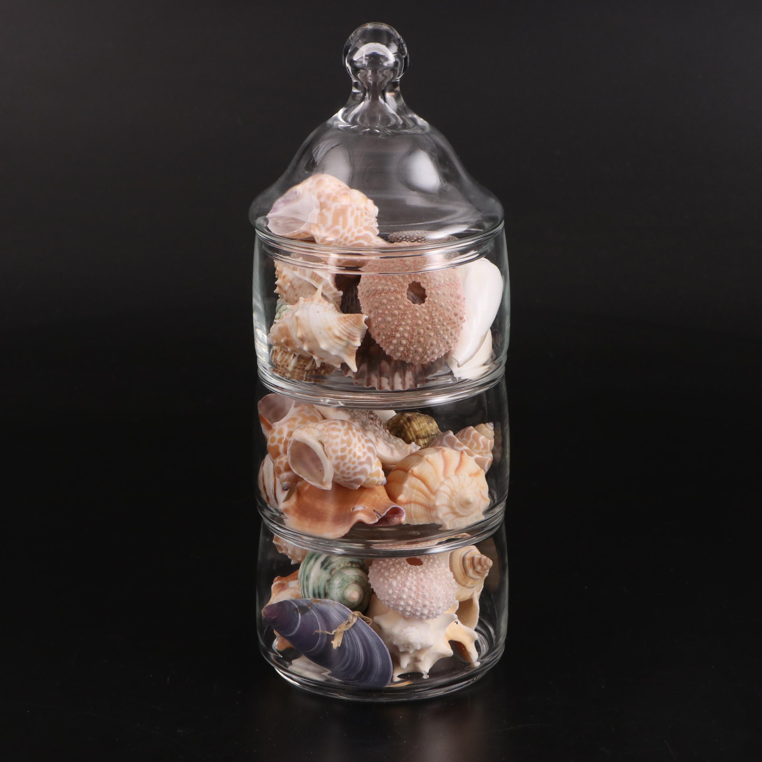 Clear Glass Vases with Sea Urchins and Other Seashells