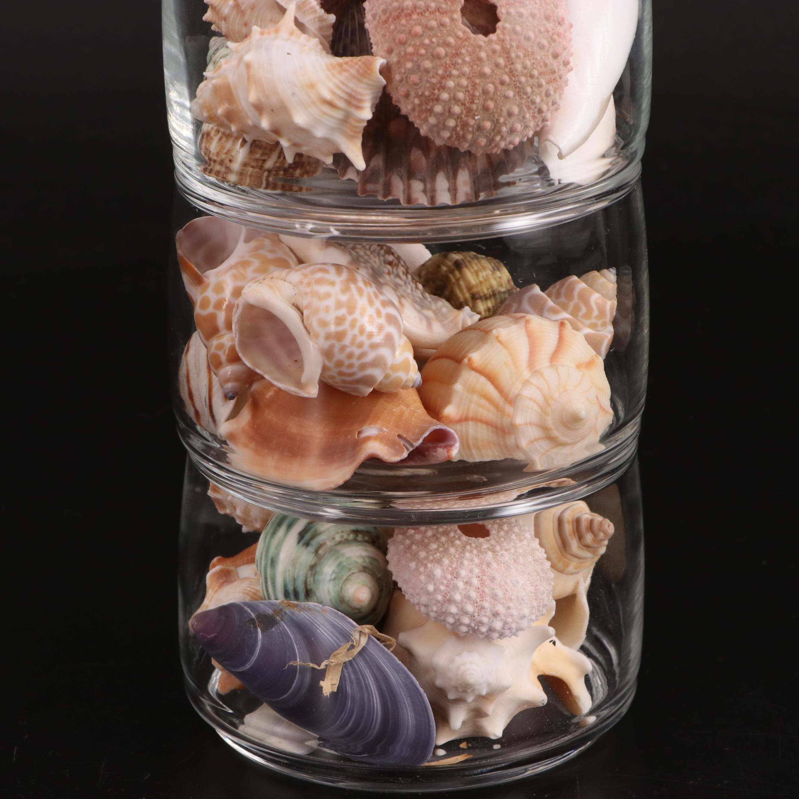 Clear Glass Vases with Sea Urchins and Other Seashells