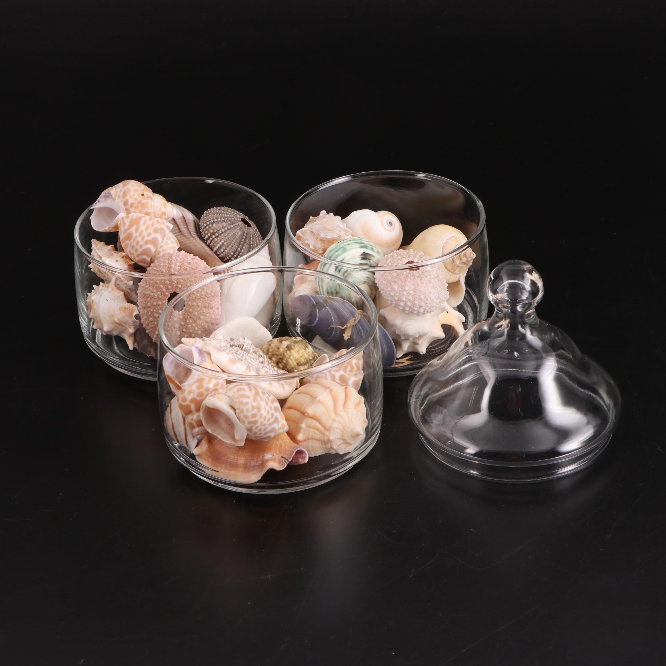 Clear Glass Vases with Sea Urchins and Other Seashells