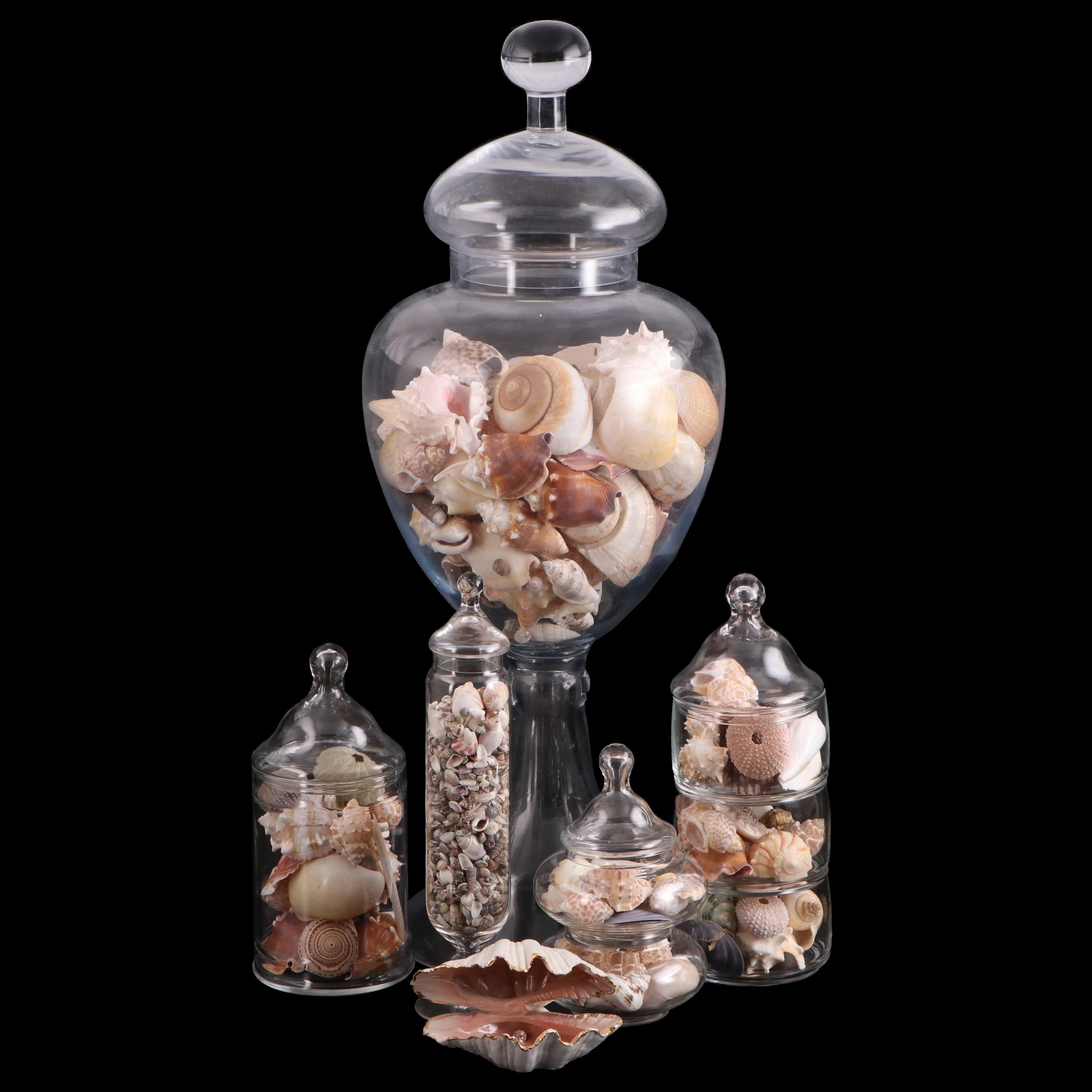 Clear Glass Vases with Sea Urchins and Other Seashells