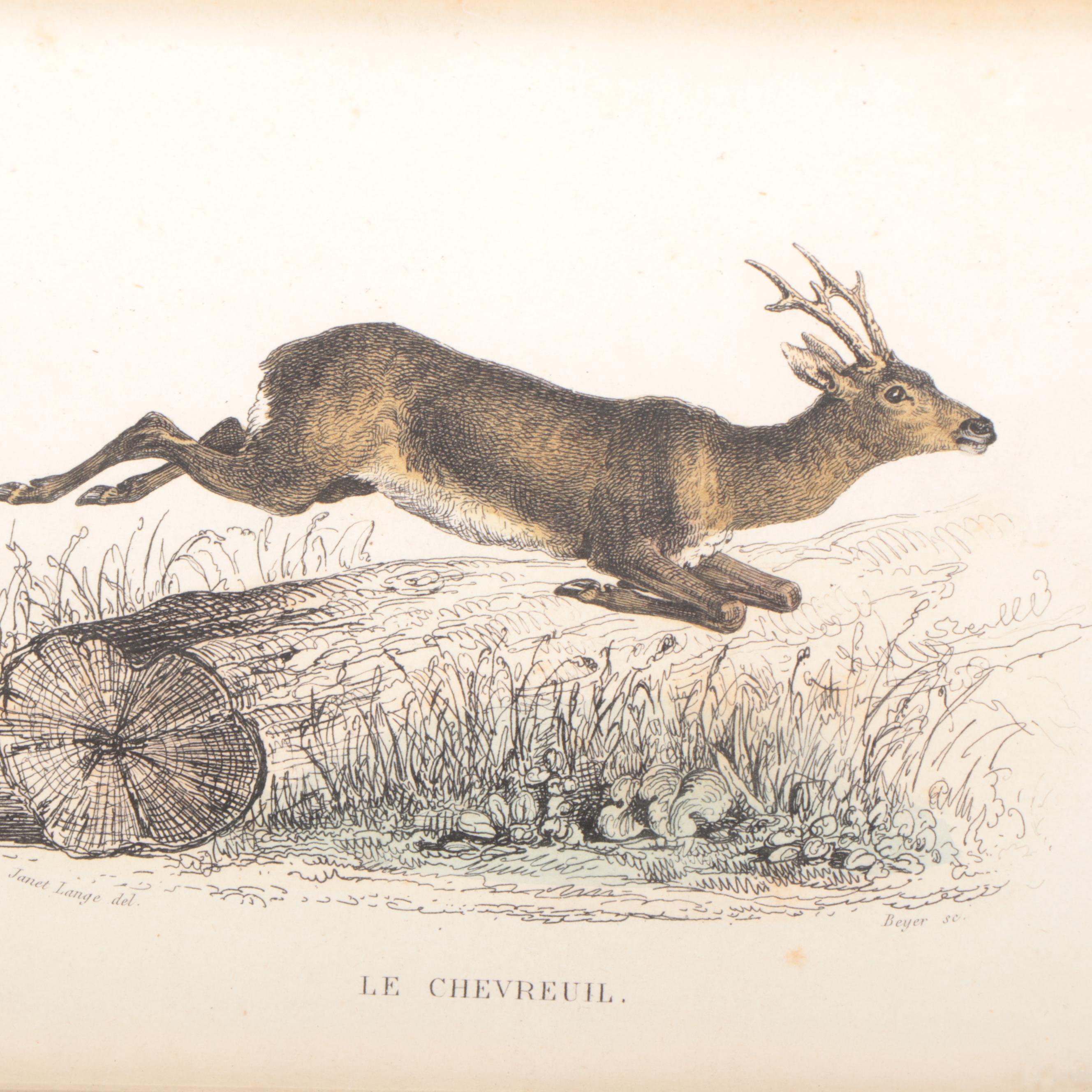 Hand-Colored Bookplate Engravings of Cats, Ducks and More, 19th Century