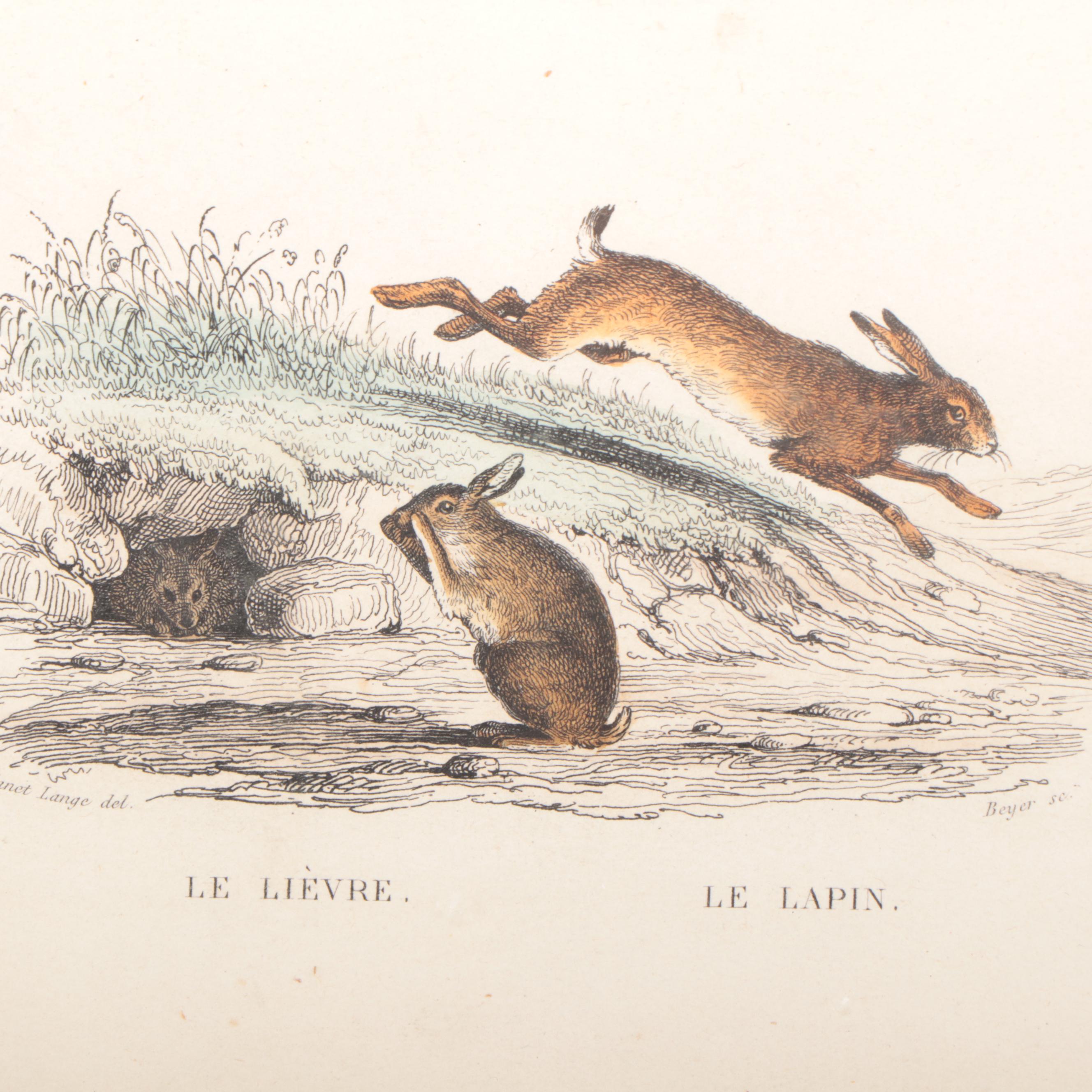 Hand-Colored Bookplate Engravings of Cats, Ducks and More, 19th Century