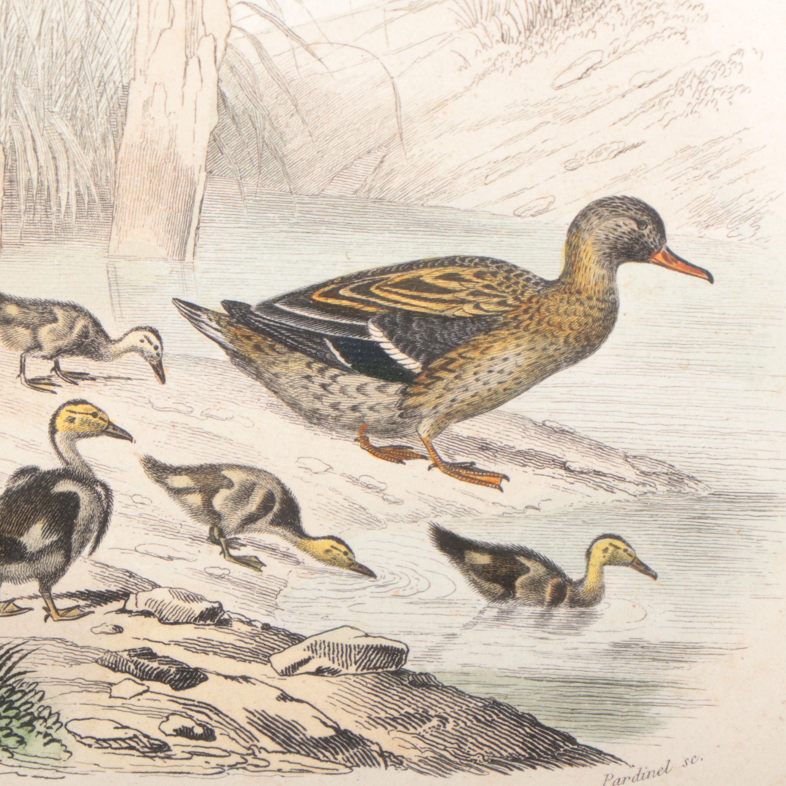 Hand-Colored Bookplate Engravings of Cats, Ducks and More, 19th Century