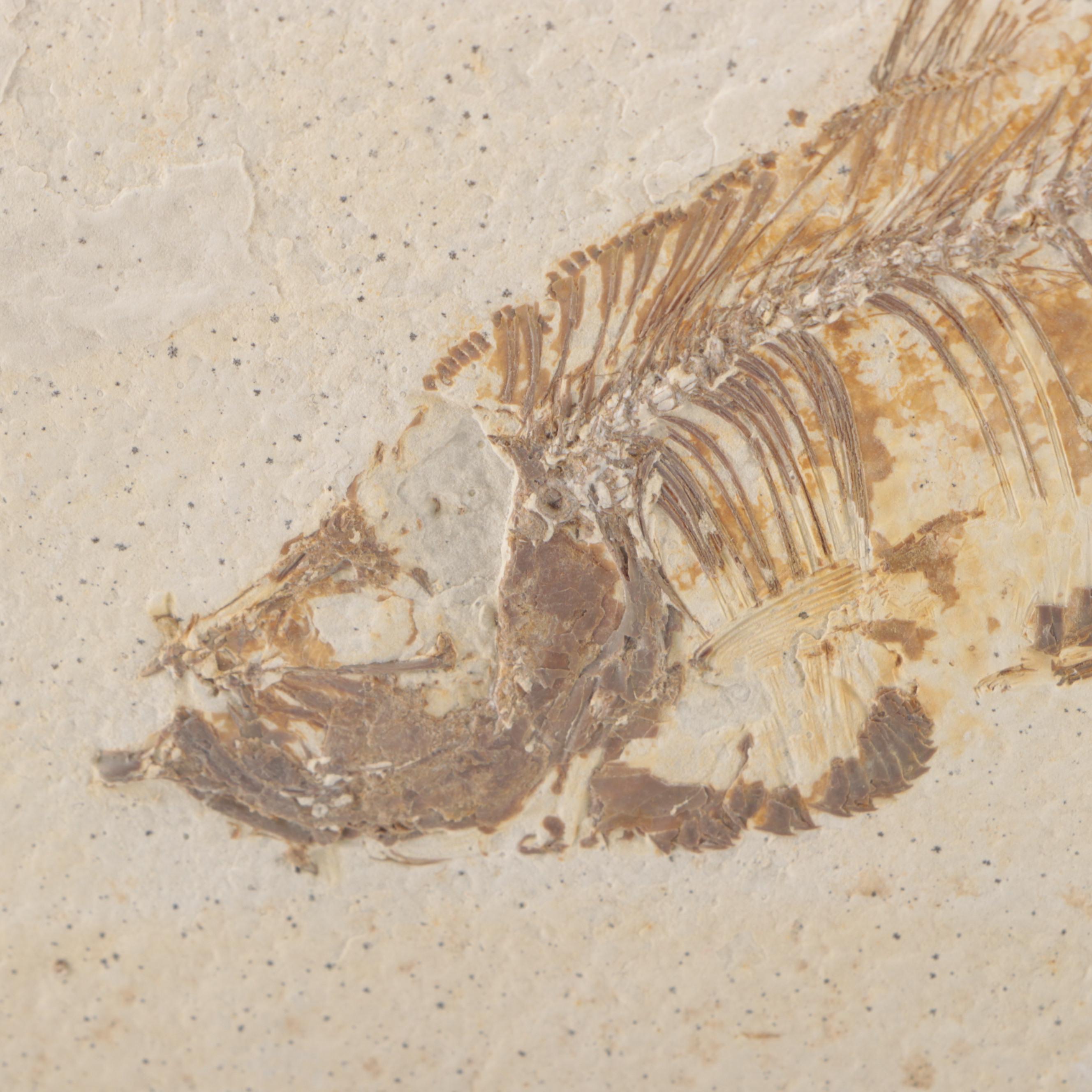 Fossilized Fish Specimen in Limestone Slab