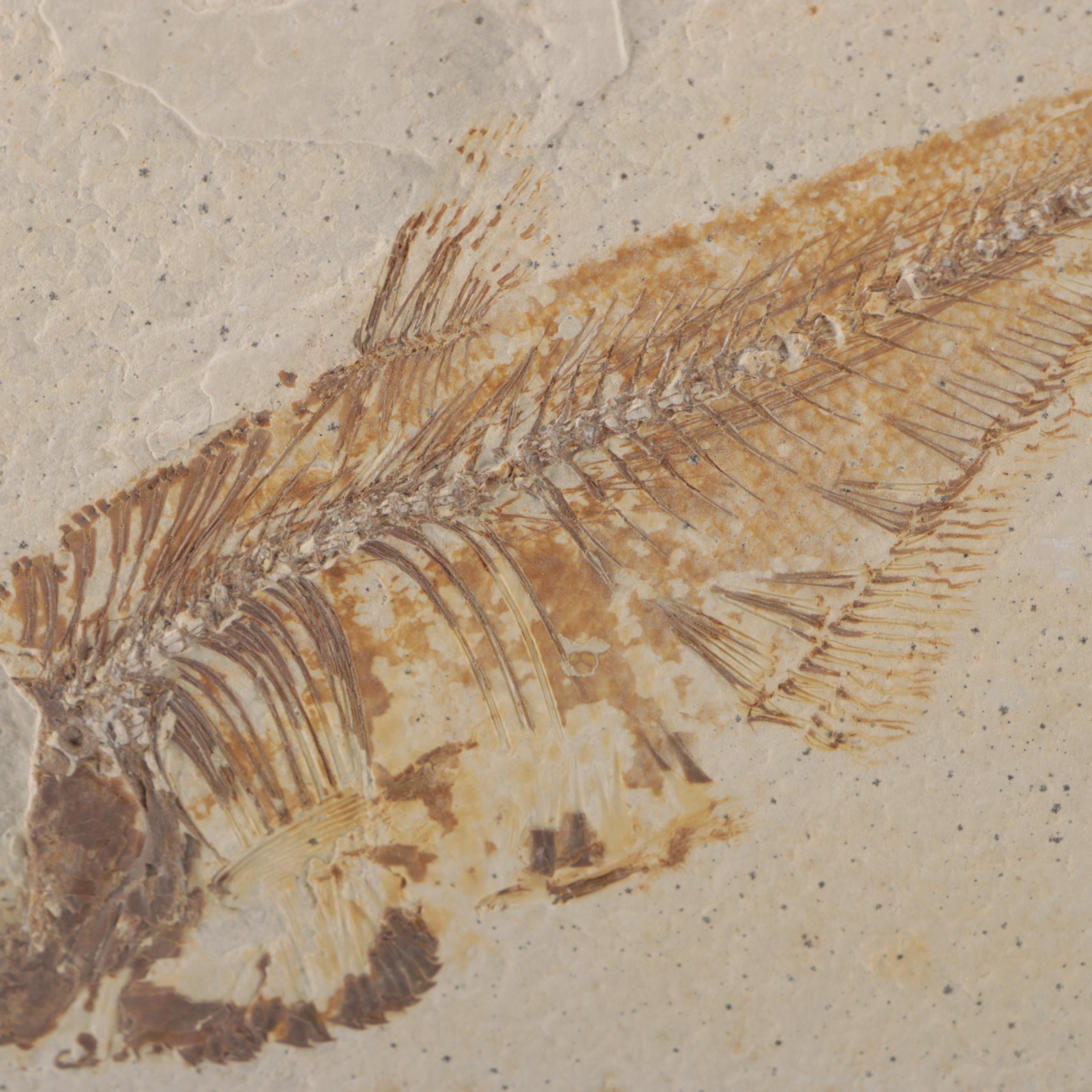 Fossilized Fish Specimen in Limestone Slab