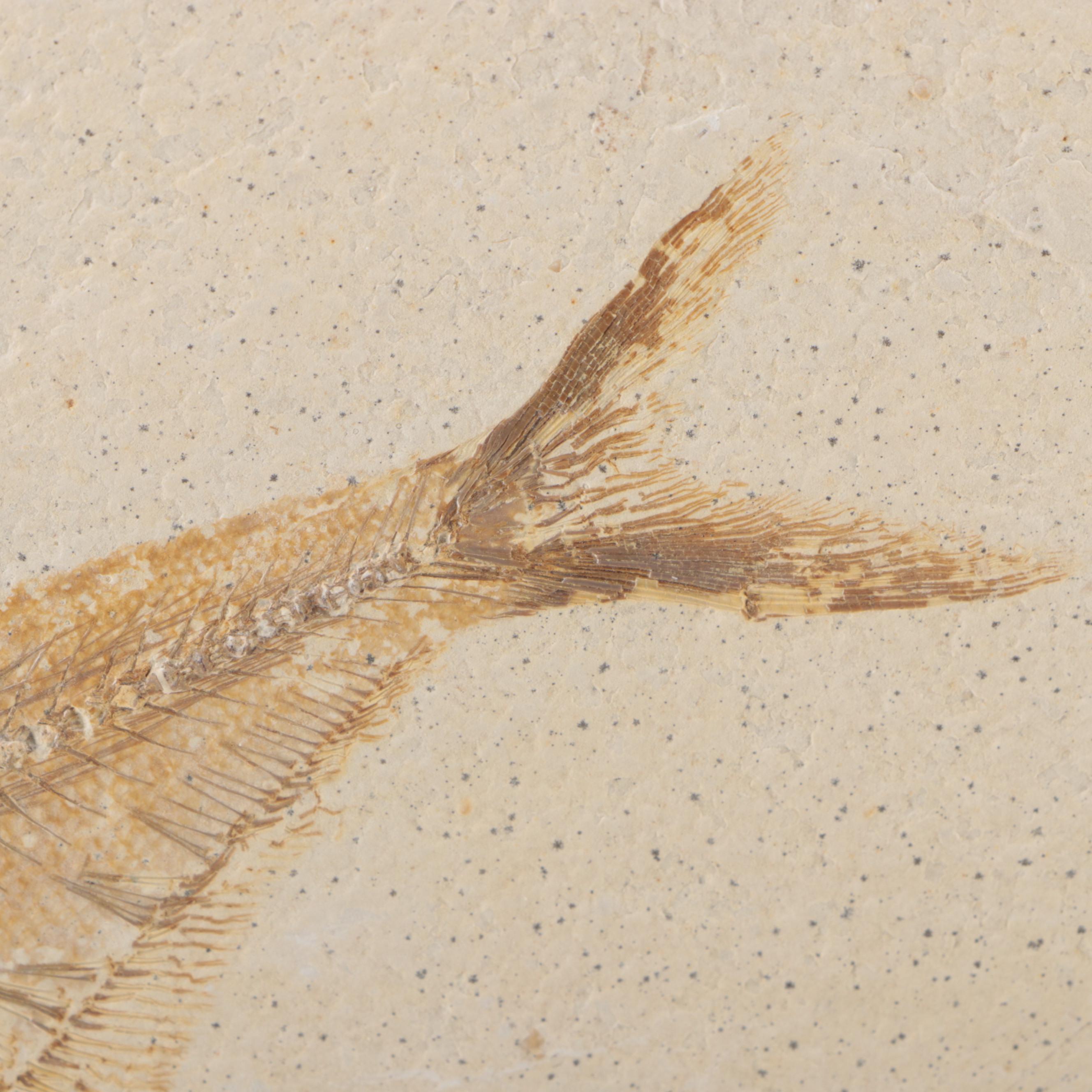 Fossilized Fish Specimen in Limestone Slab