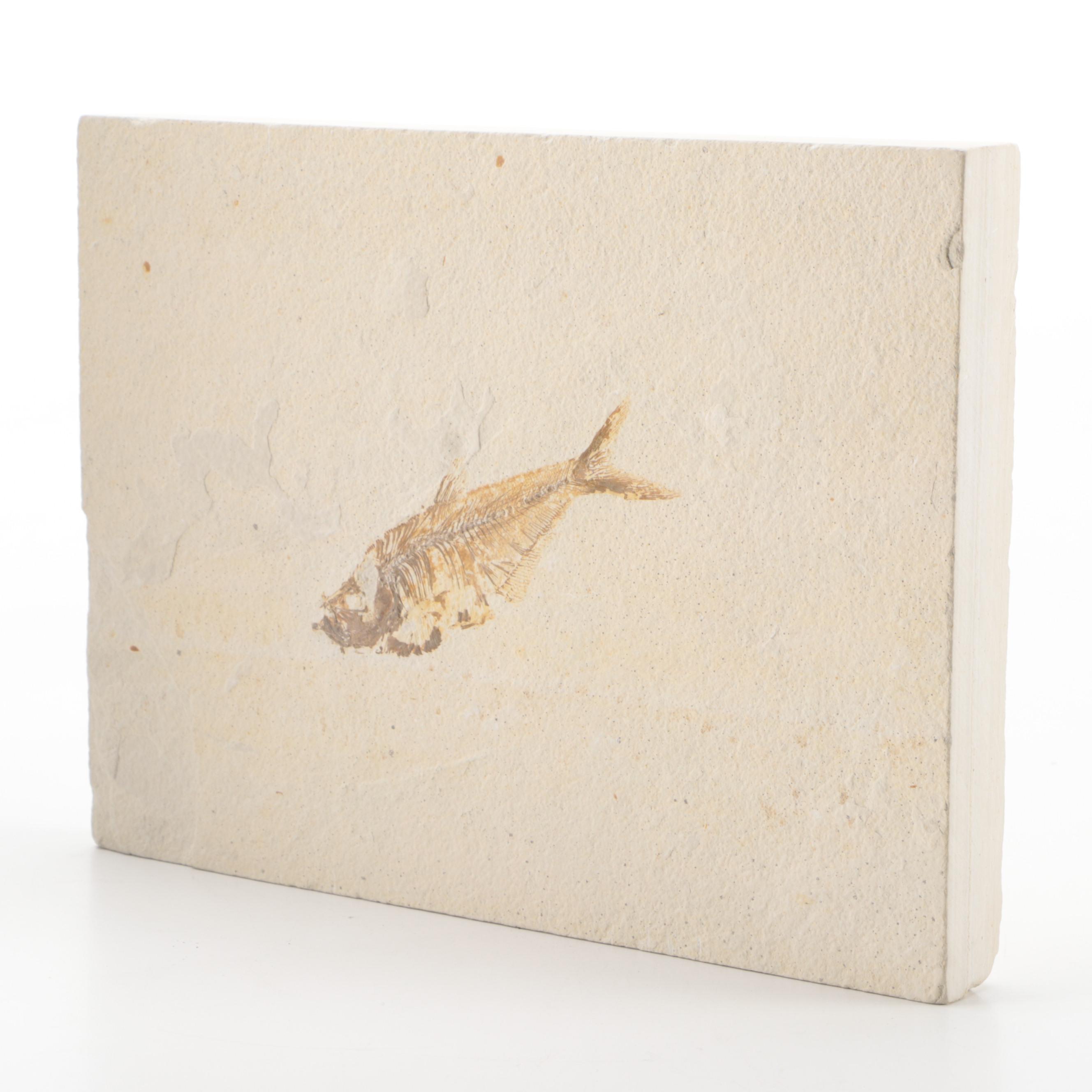 Fossilized Fish Specimen in Limestone Slab