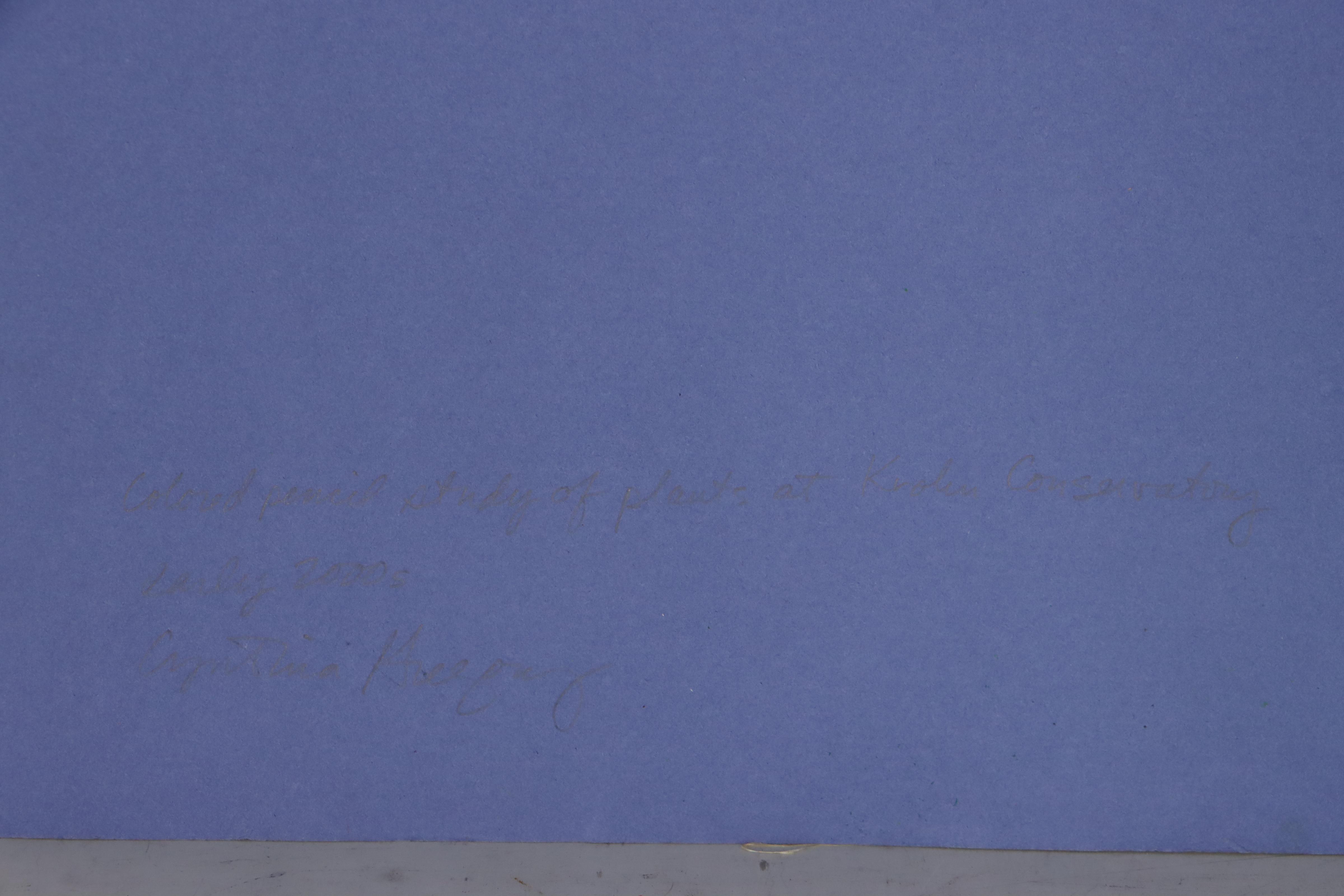 Cynthia Gregory Drawing "Colored Pencil Study of Plants at Krohn Conservatory"