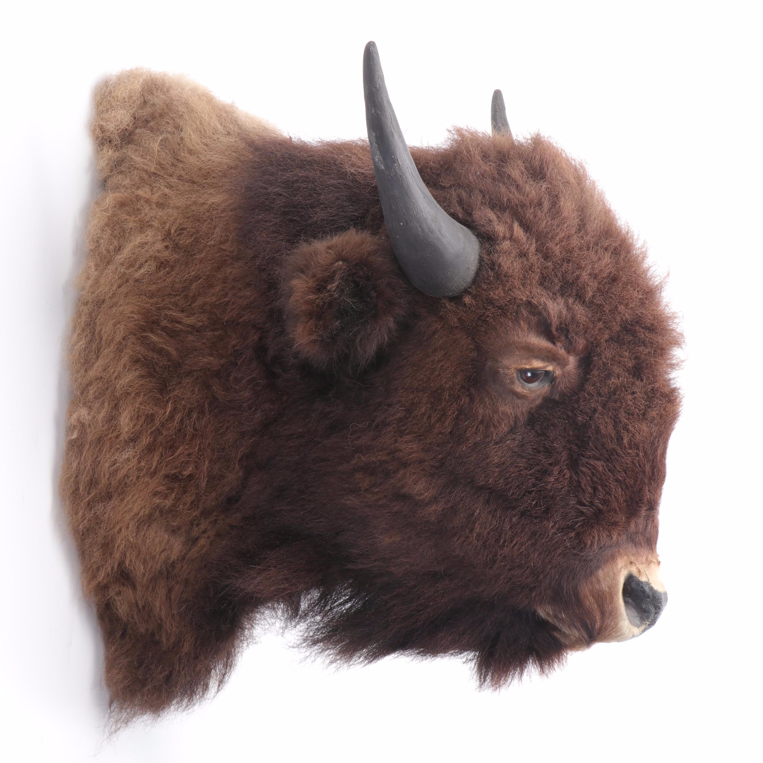 Bison Head Mount Taxidermy
