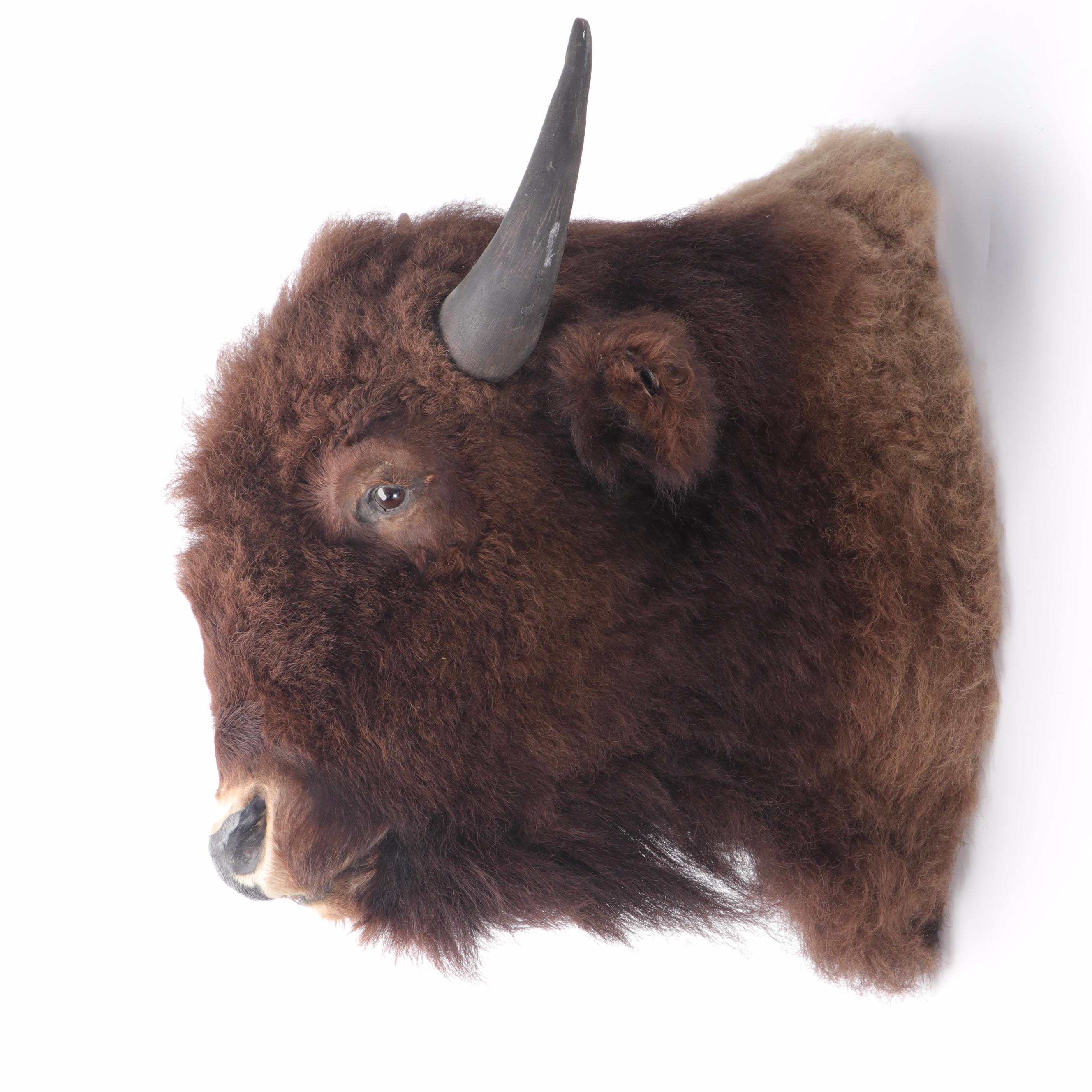 Bison Head Mount Taxidermy