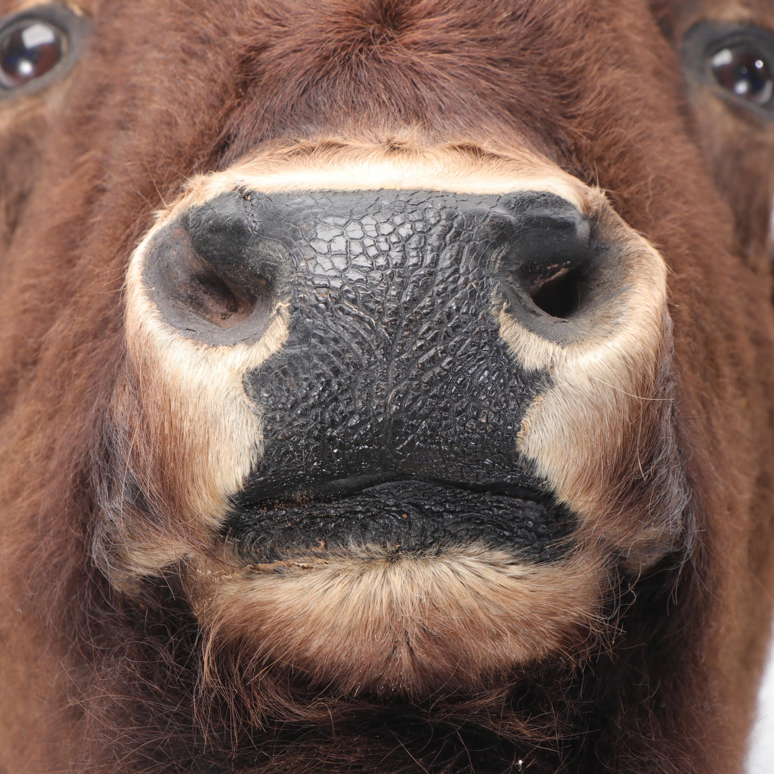 Bison Head Mount Taxidermy