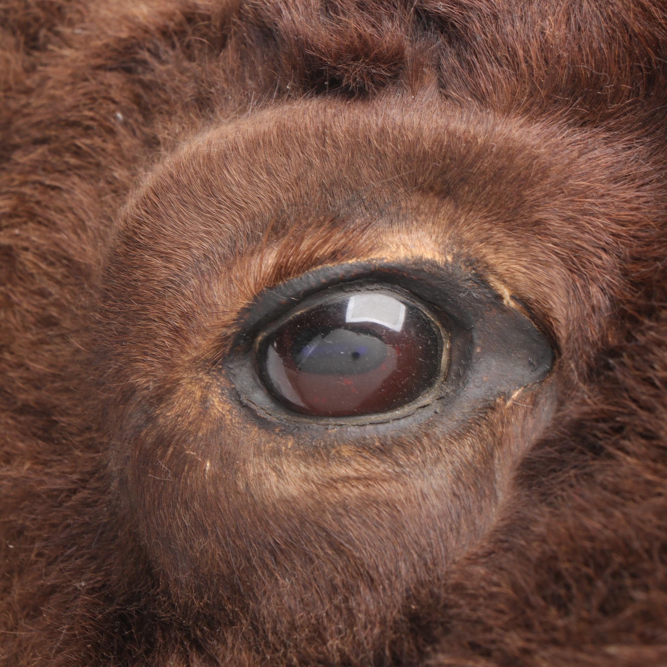 Bison Head Mount Taxidermy