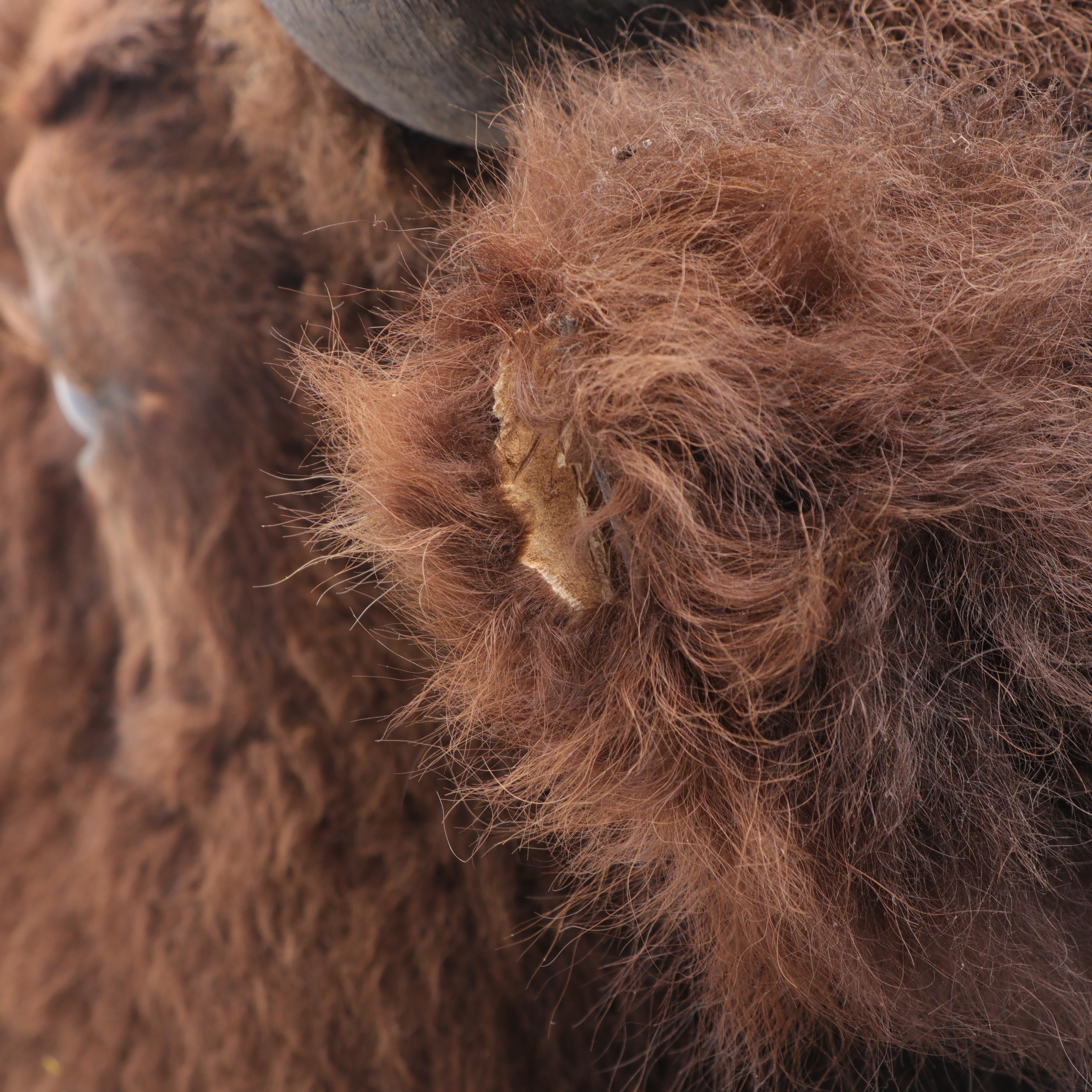 Bison Head Mount Taxidermy