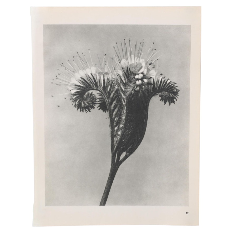 Botanical Photogravure After Karl Blossfeldt "Phacelia Tanacetifolia," 1942