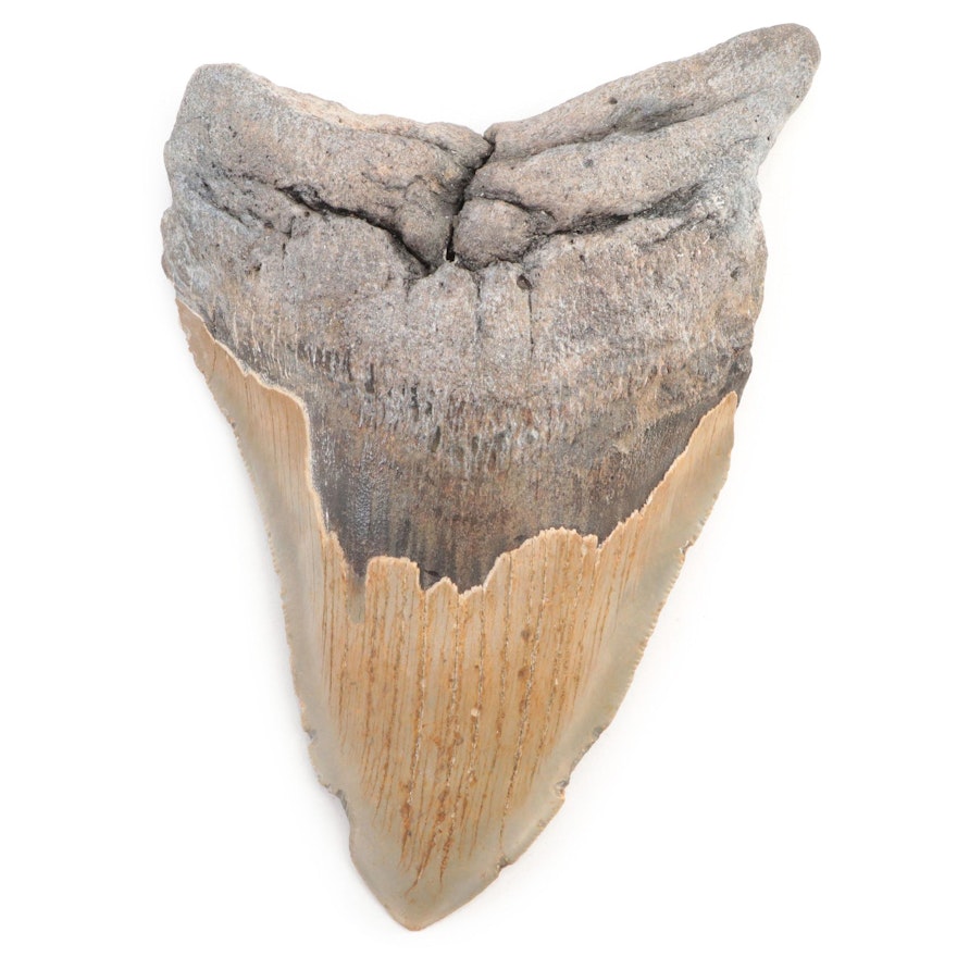 Fossilized Megalodon Tooth Specimen