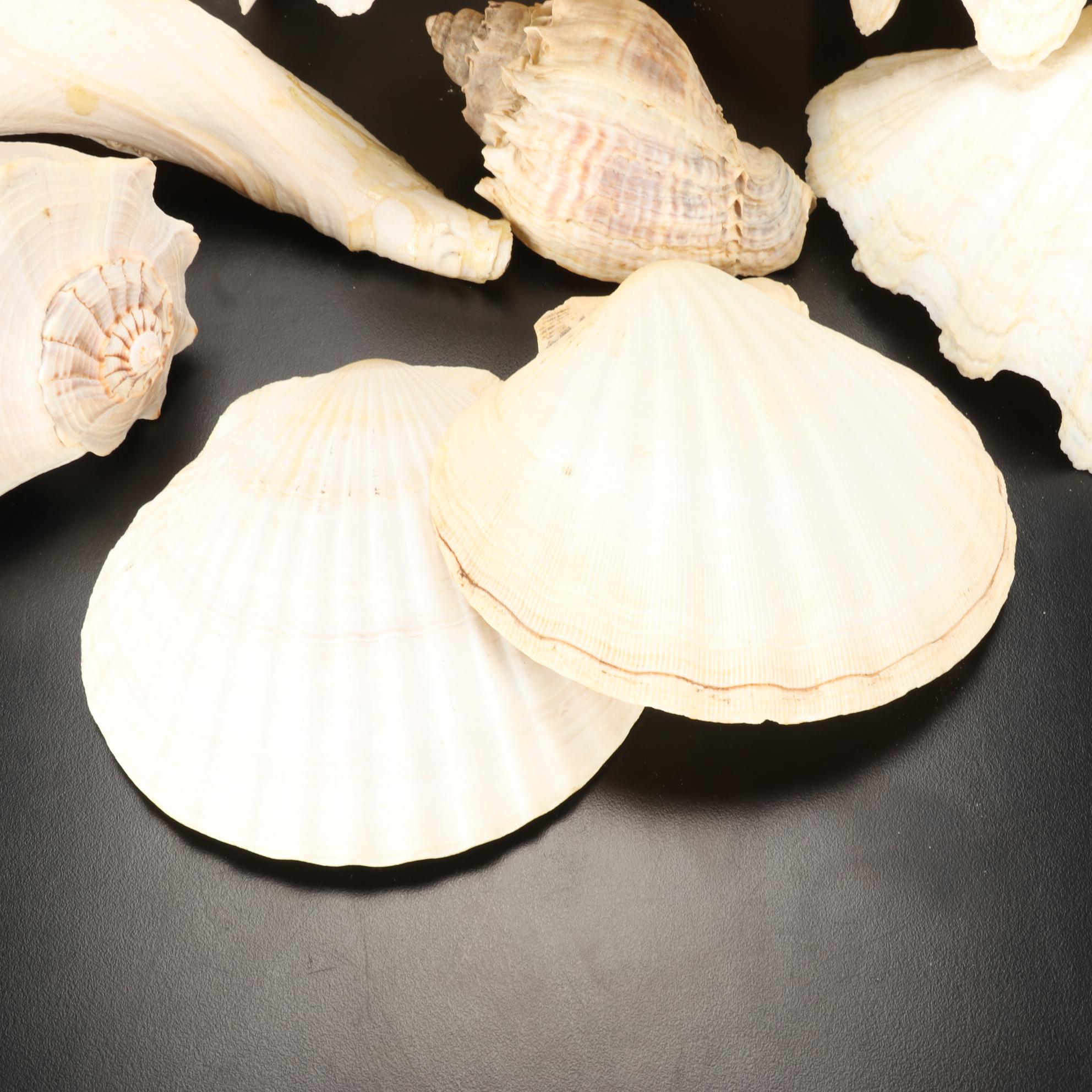 Giant Clam Shells With Lightning Whelks and Scallop Shells