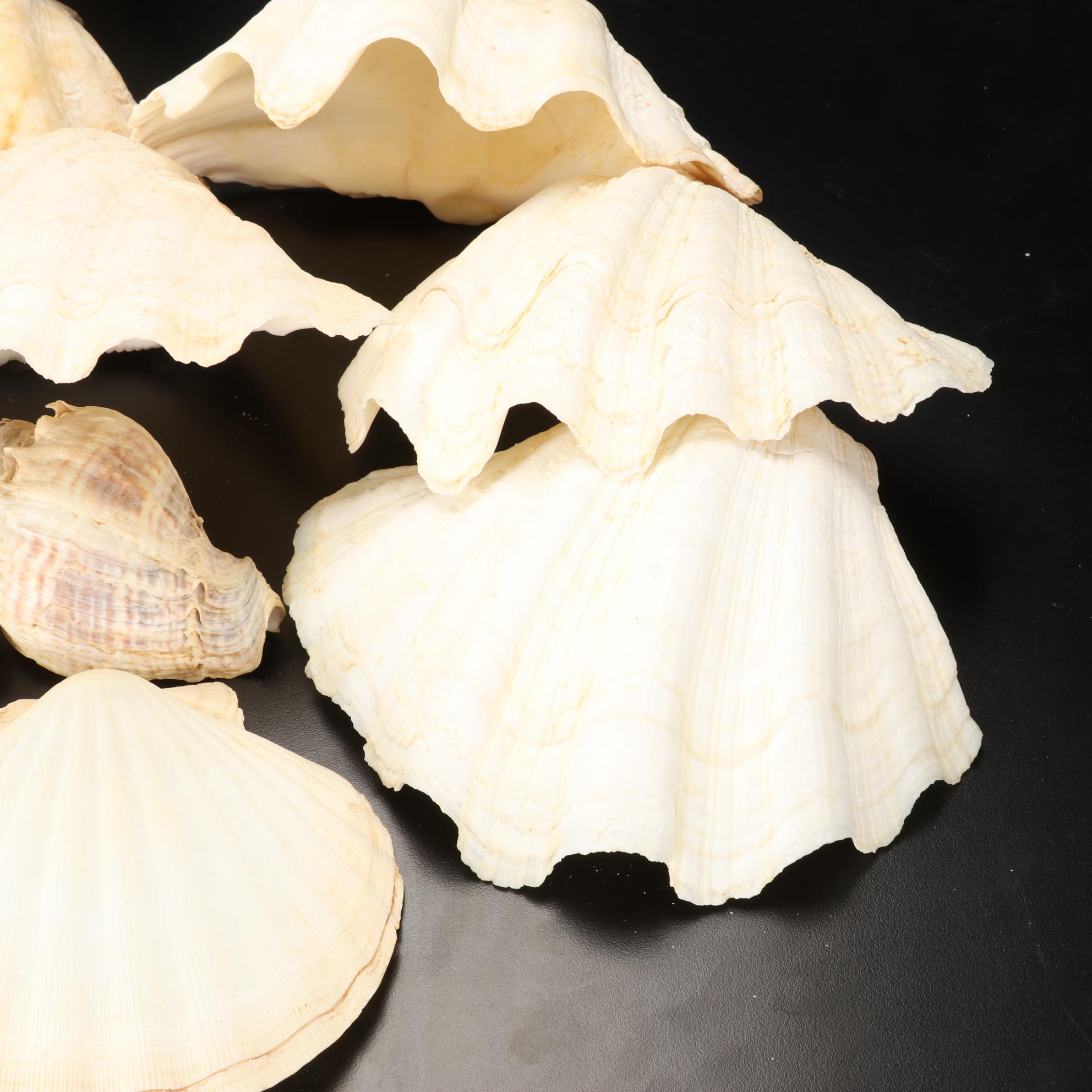 Giant Clam Shells With Lightning Whelks and Scallop Shells