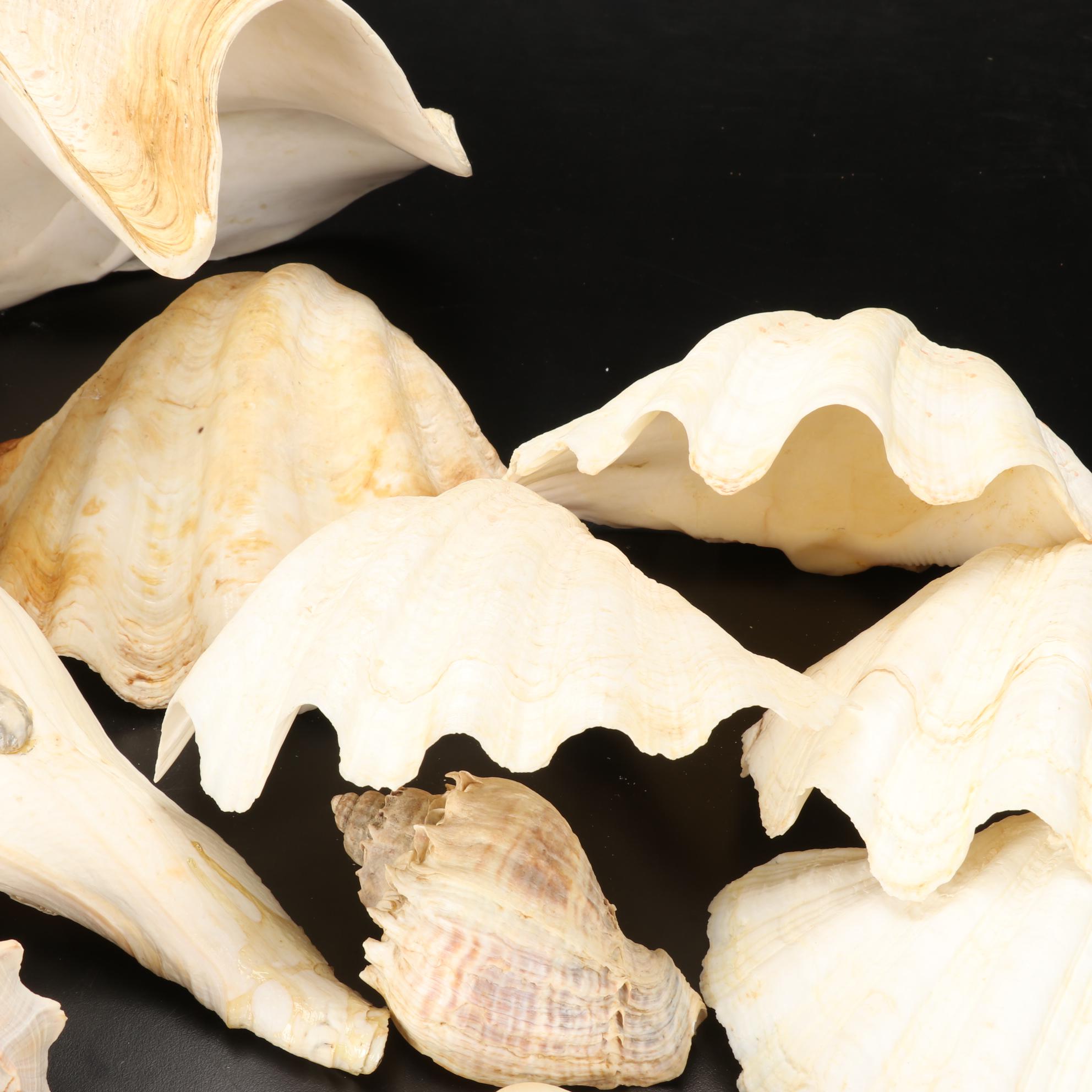 Giant Clam Shells With Lightning Whelks and Scallop Shells