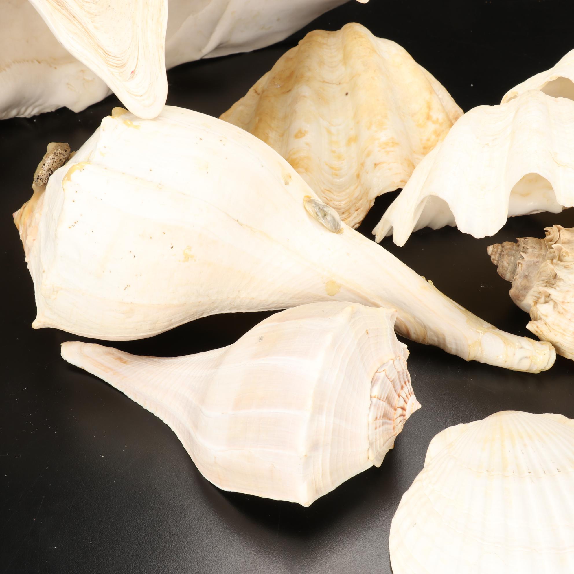 Giant Clam Shells With Lightning Whelks and Scallop Shells