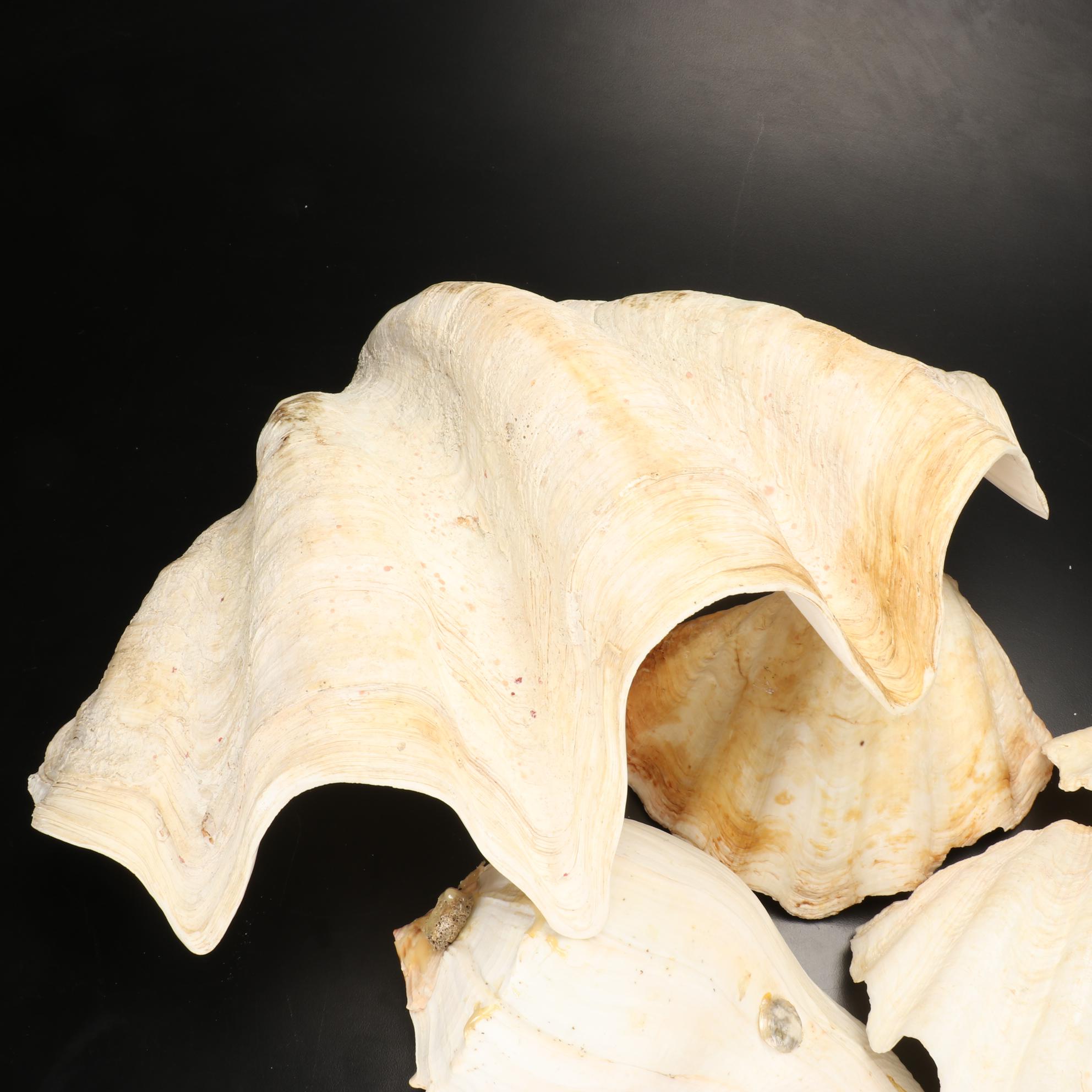 Giant Clam Shells With Lightning Whelks and Scallop Shells