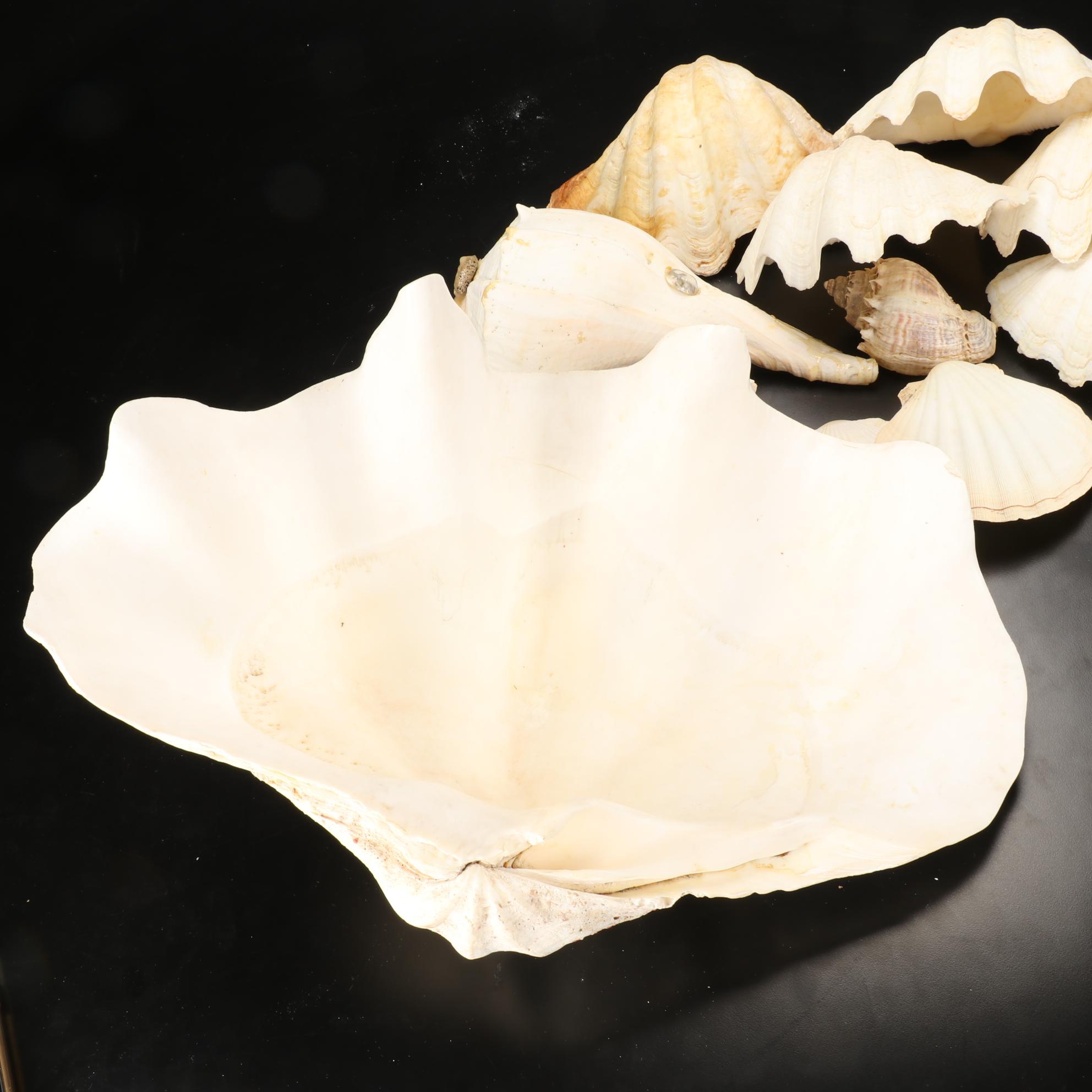 Giant Clam Shells With Lightning Whelks and Scallop Shells