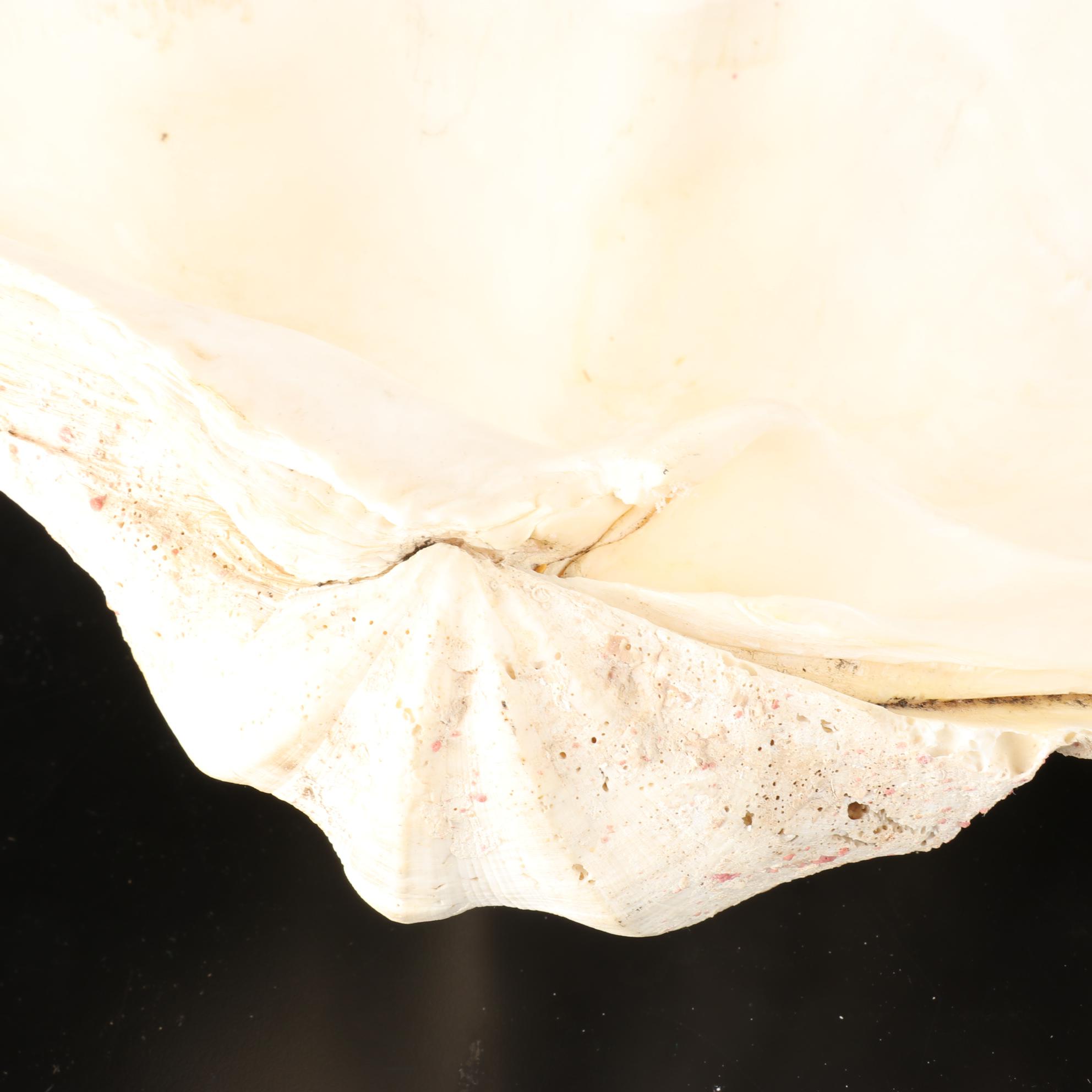 Giant Clam Shells With Lightning Whelks and Scallop Shells