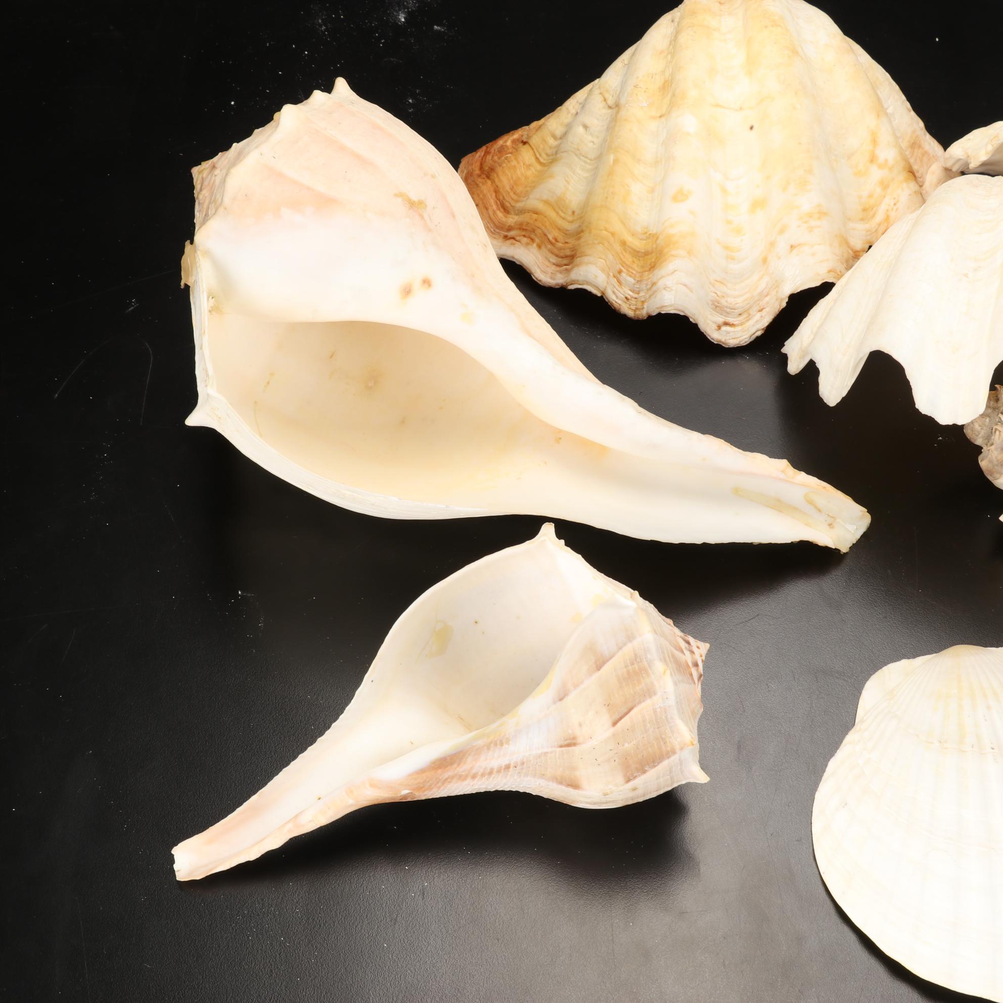 Giant Clam Shells With Lightning Whelks and Scallop Shells