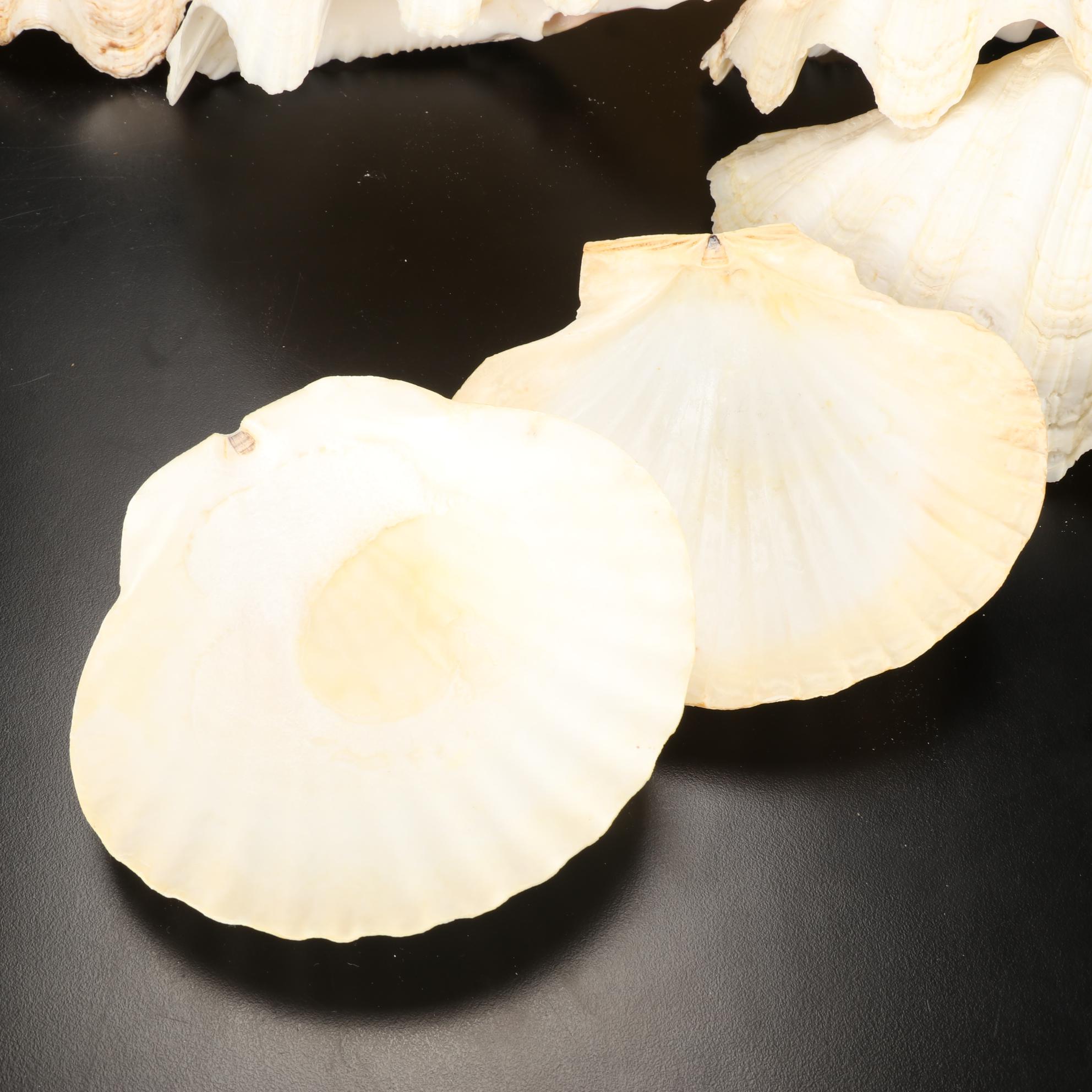 Giant Clam Shells With Lightning Whelks and Scallop Shells