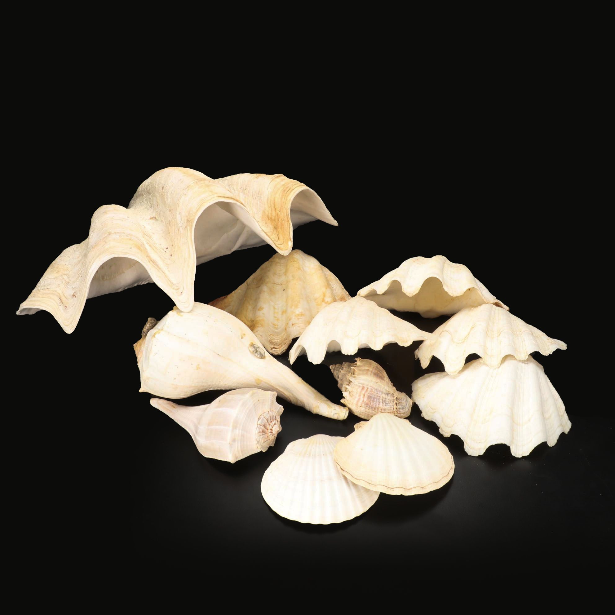 Giant Clam Shells With Lightning Whelks and Scallop Shells