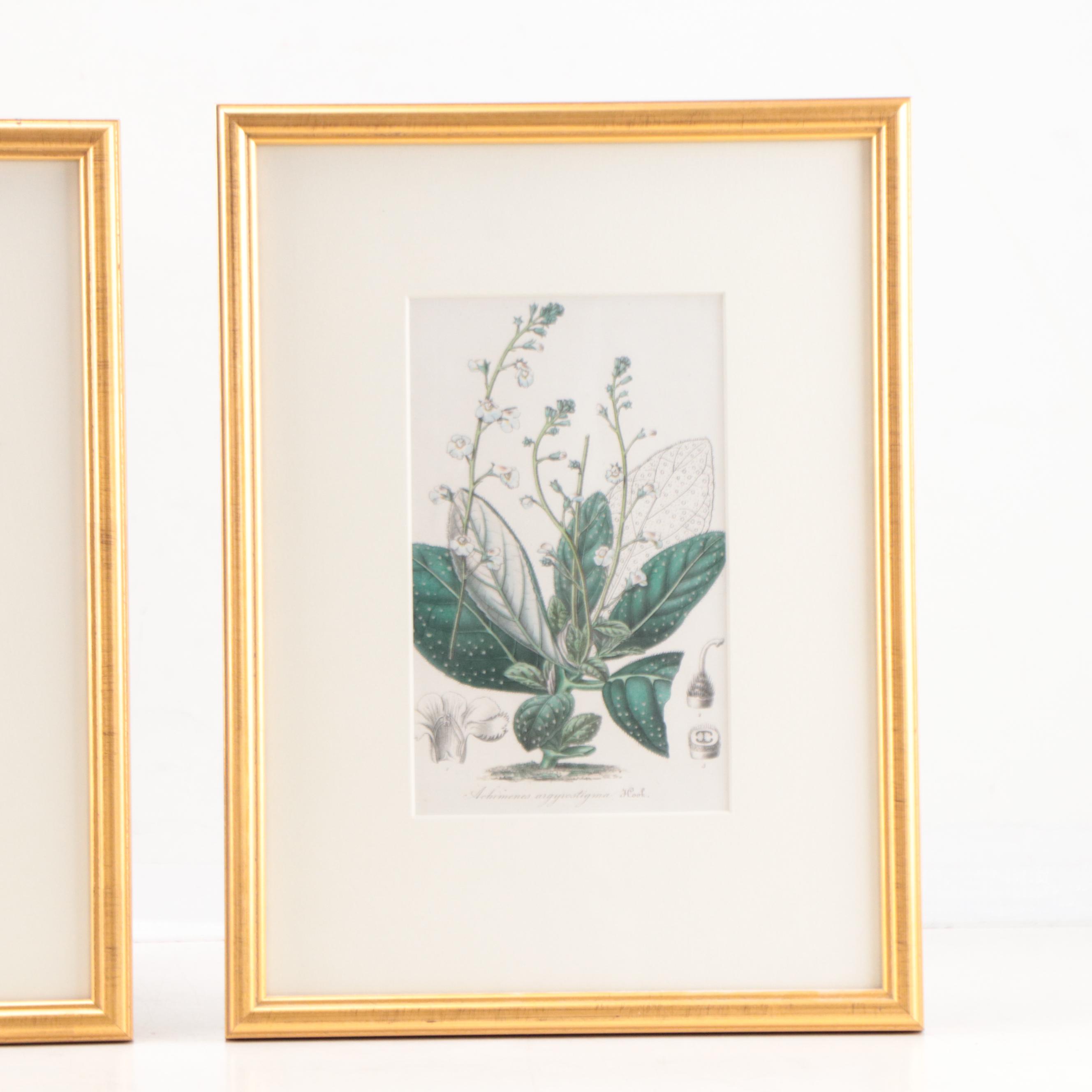Botanical Lithographs and Engraving