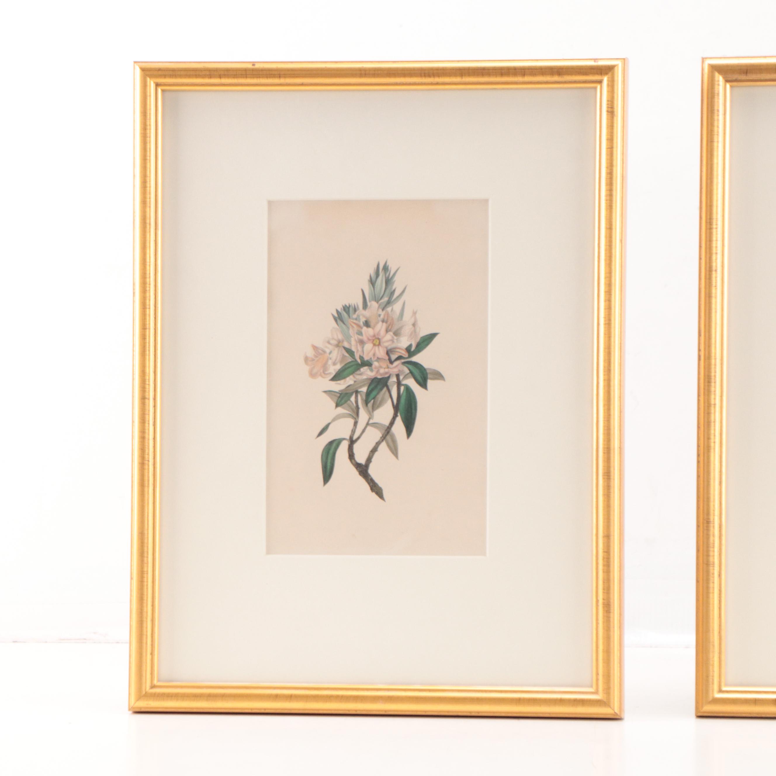Botanical Lithographs and Engraving