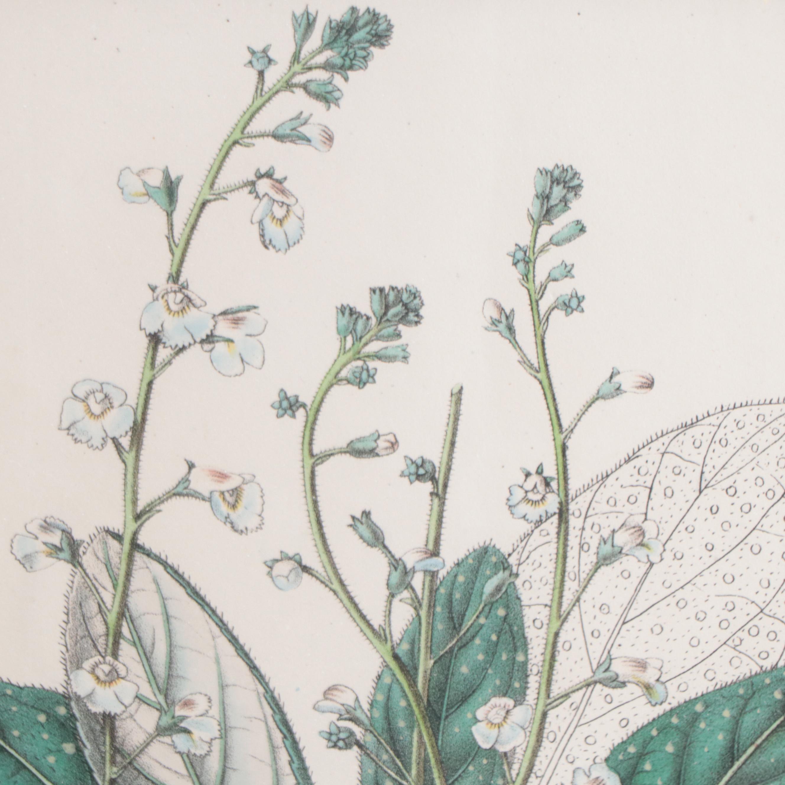 Botanical Lithographs and Engraving