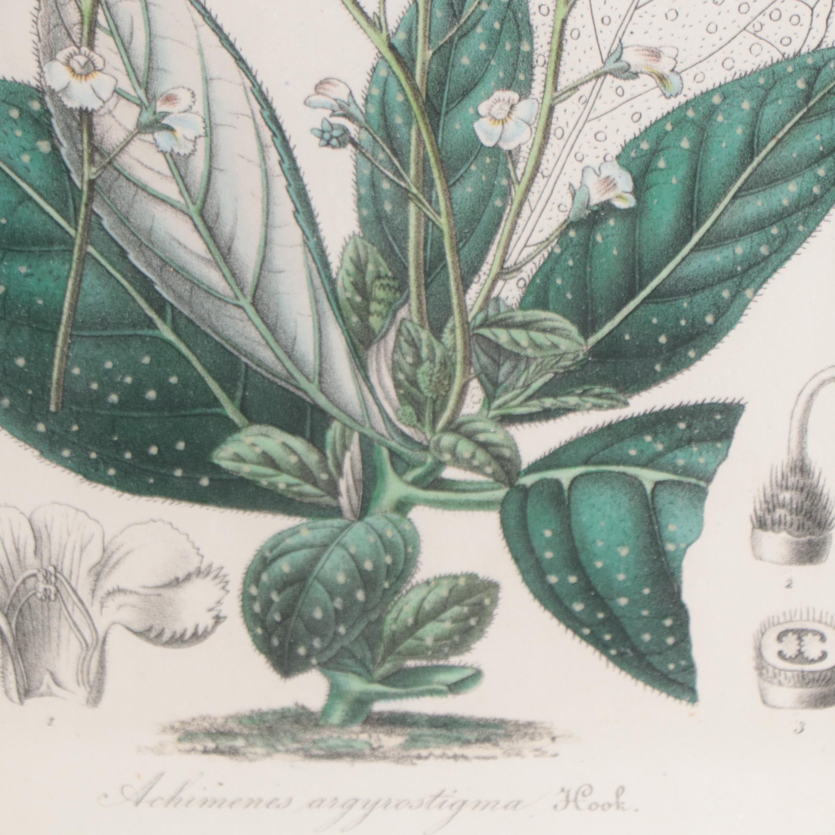 Botanical Lithographs and Engraving