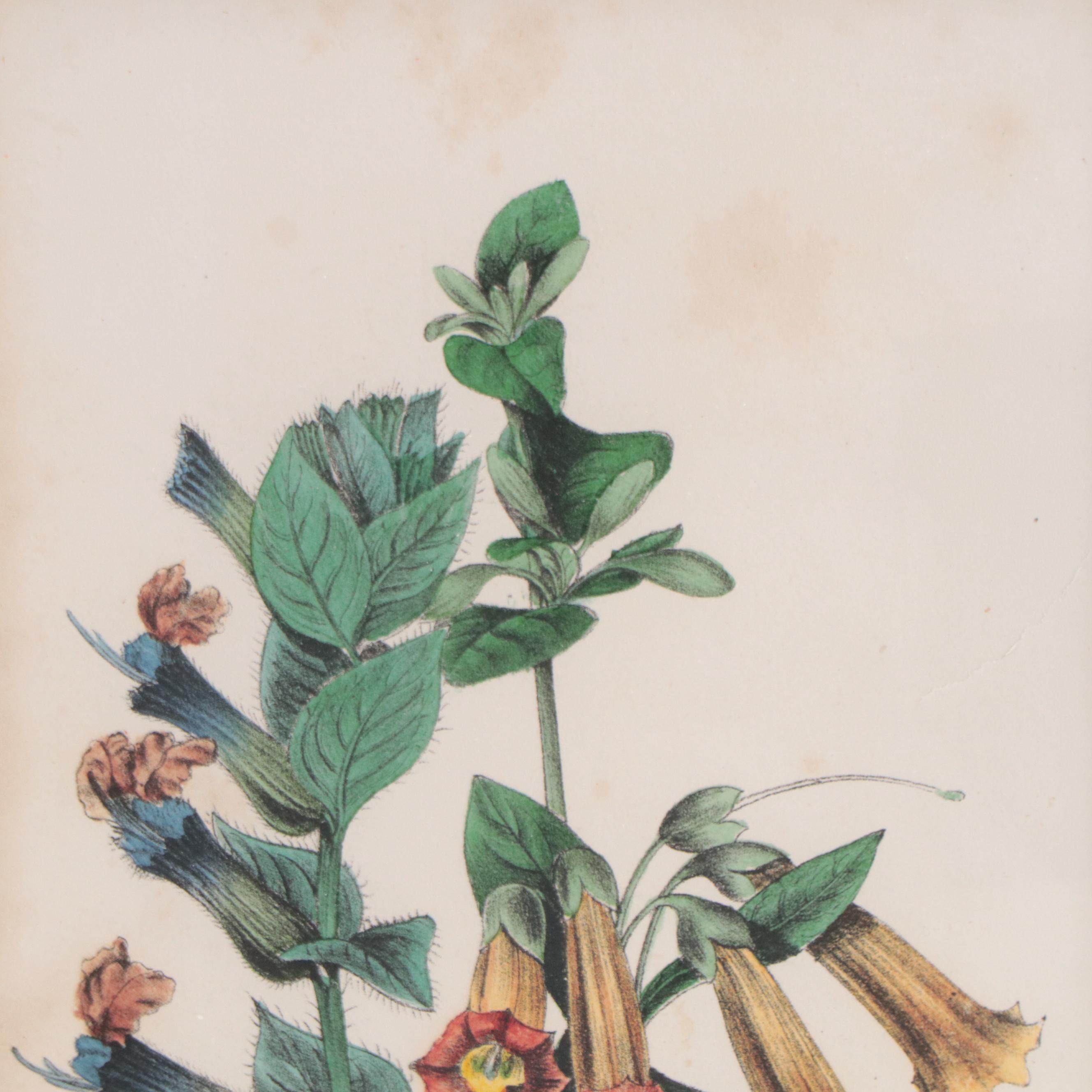 Botanical Lithographs and Engraving