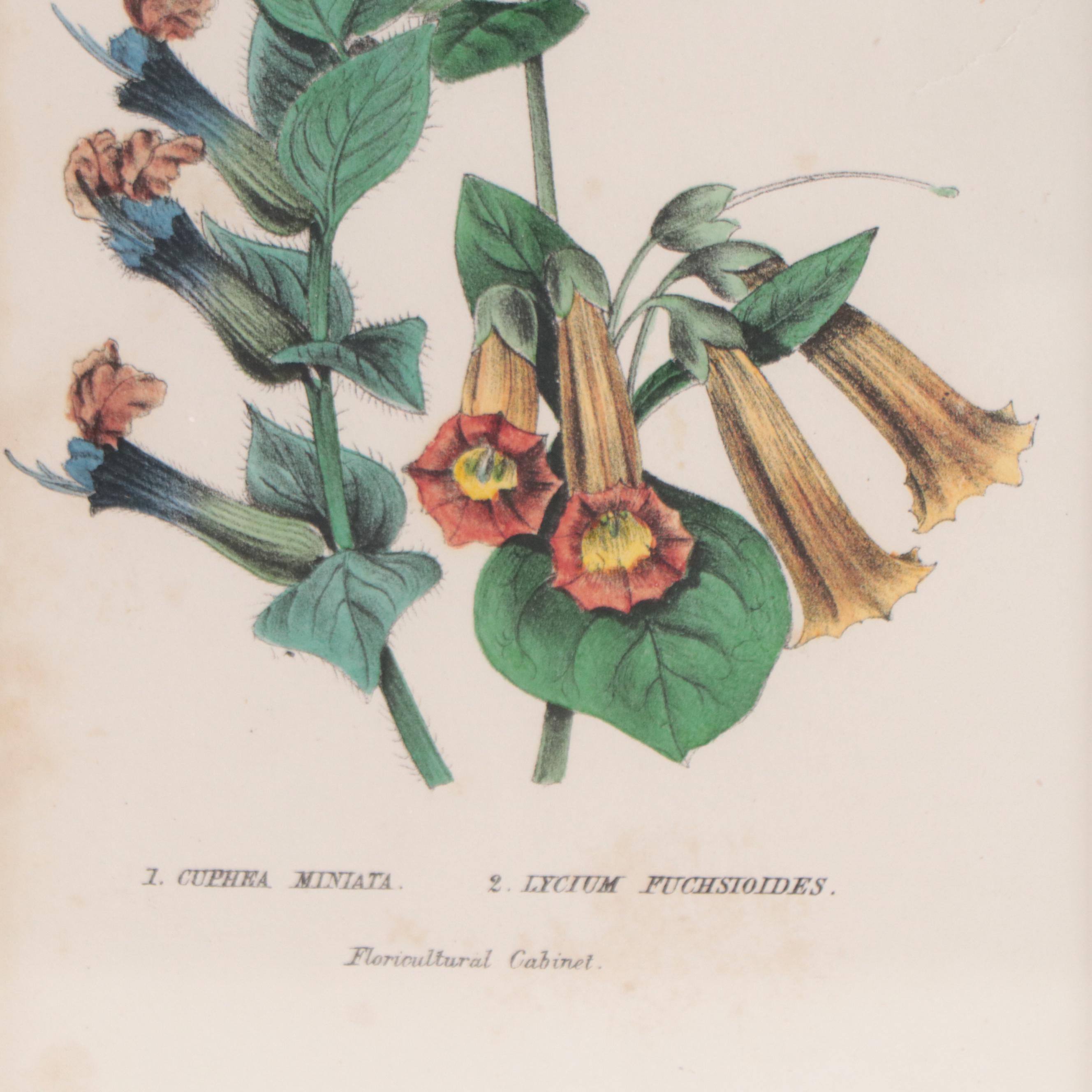 Botanical Lithographs and Engraving