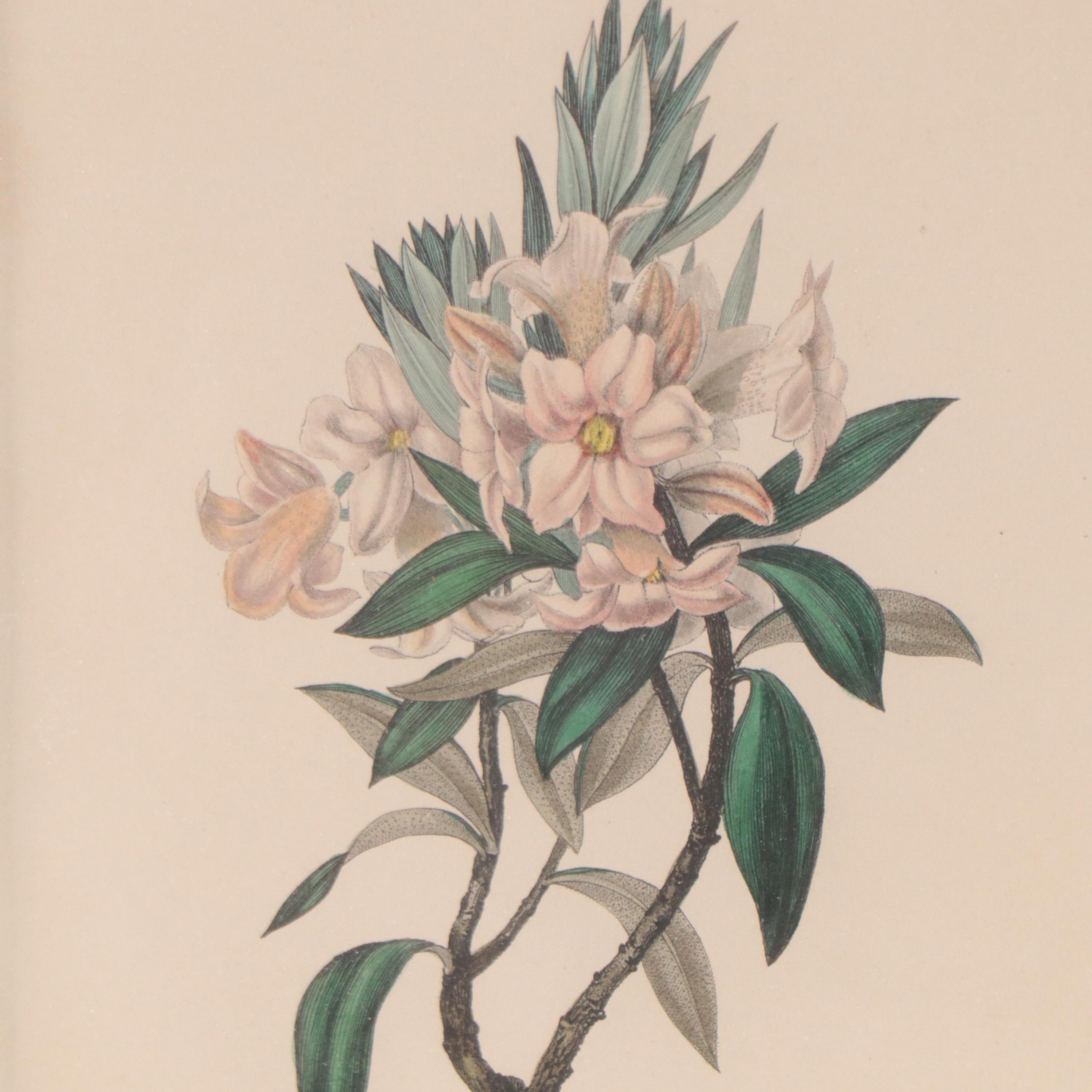 Botanical Lithographs and Engraving