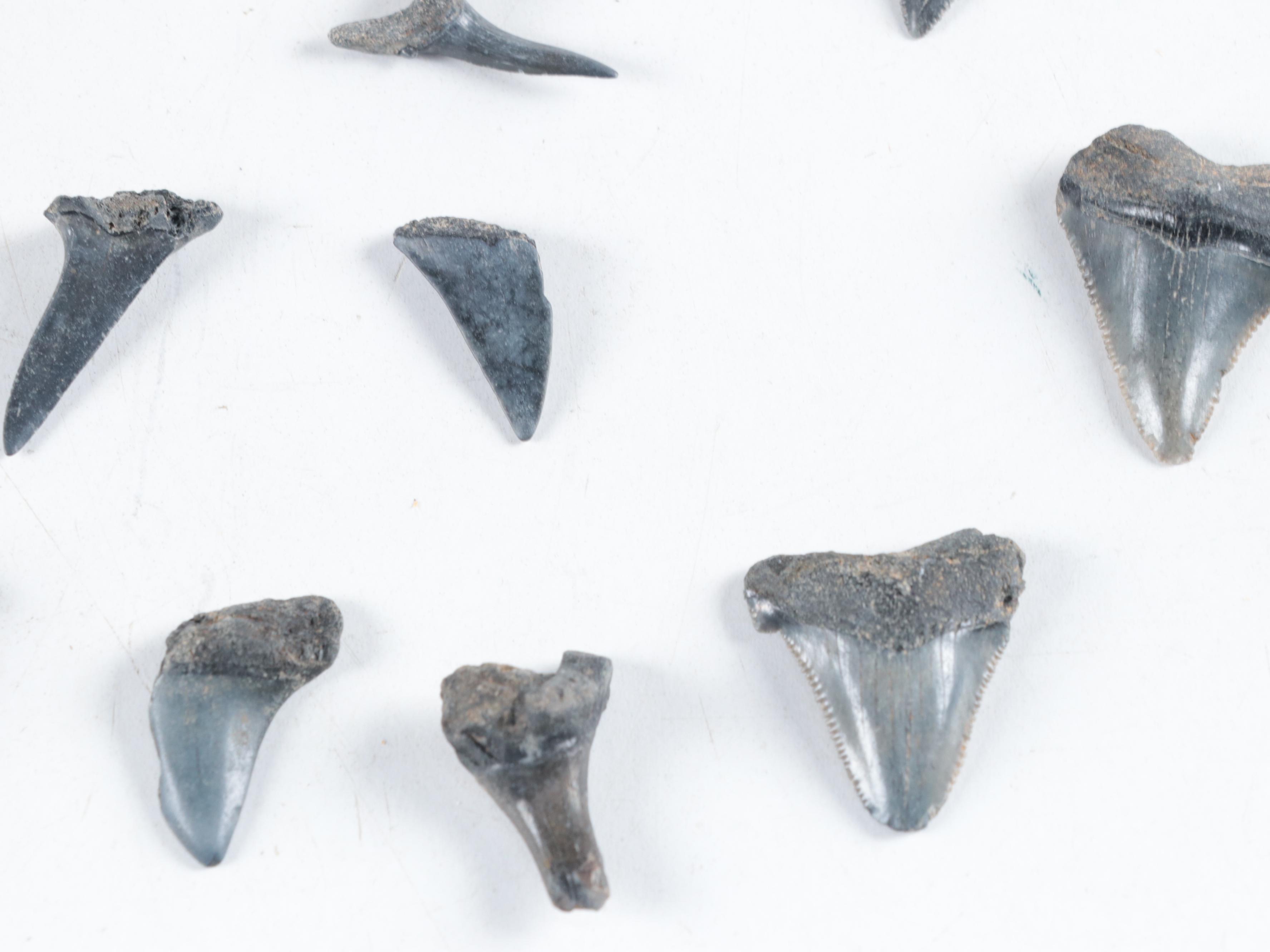 Fossilized Shark and Megalodon Tooth Specimens with Other Fossilized Vertebrae