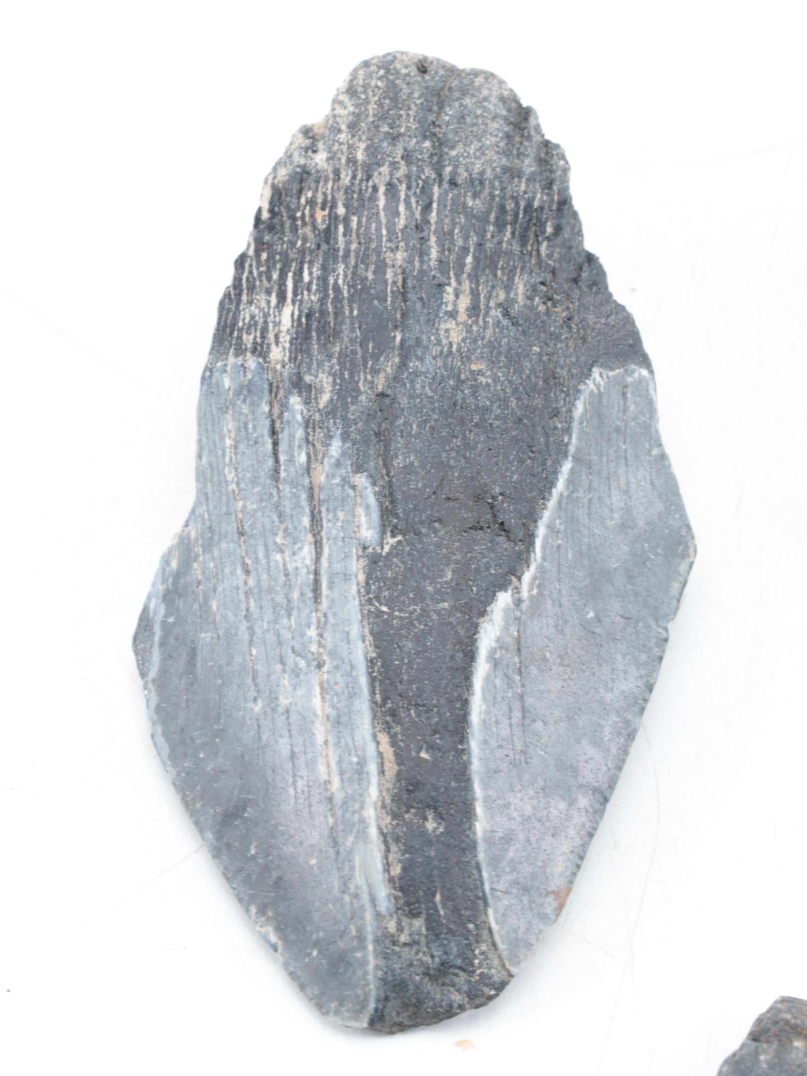 Fossilized Shark and Megalodon Tooth Specimens with Other Fossilized Vertebrae